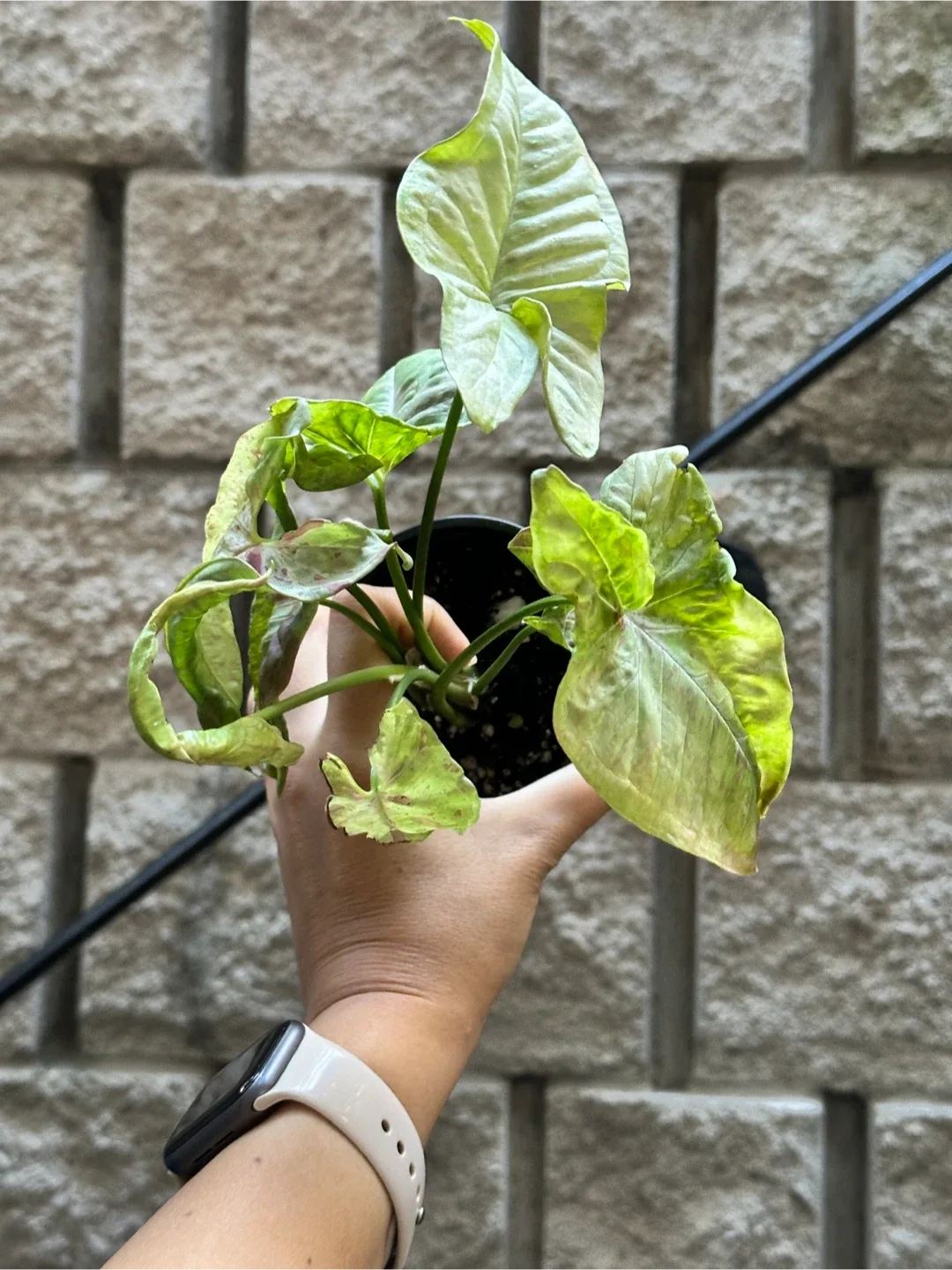 Syngonium Milk Confetti Plant thumbnail