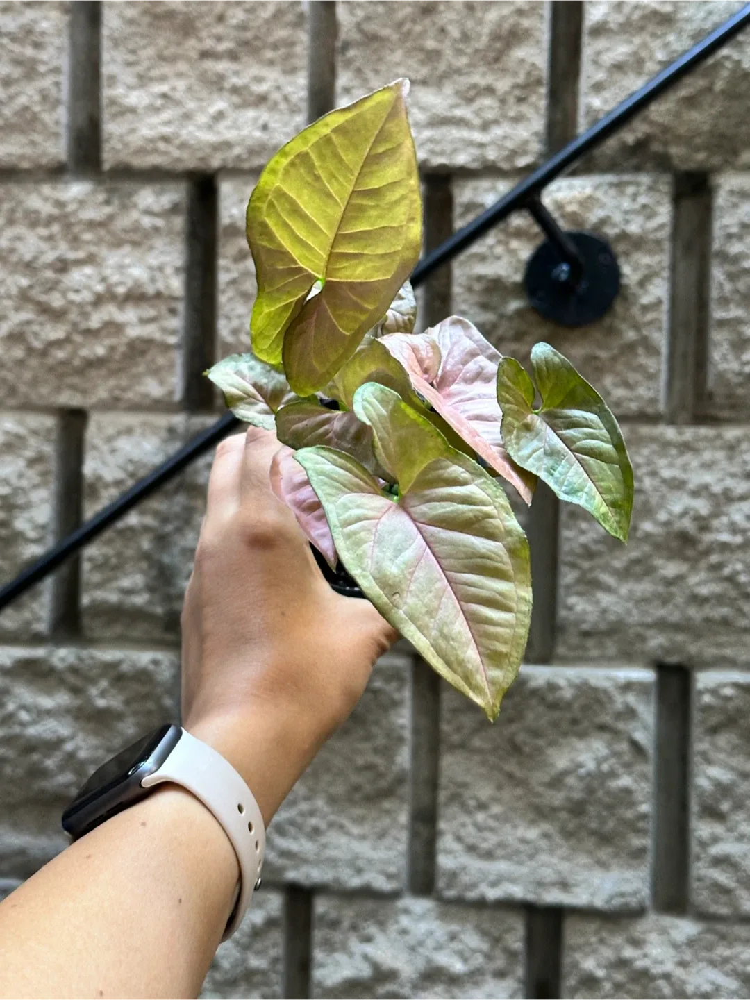 Syngonium Pink Perfection Plant thumbnail