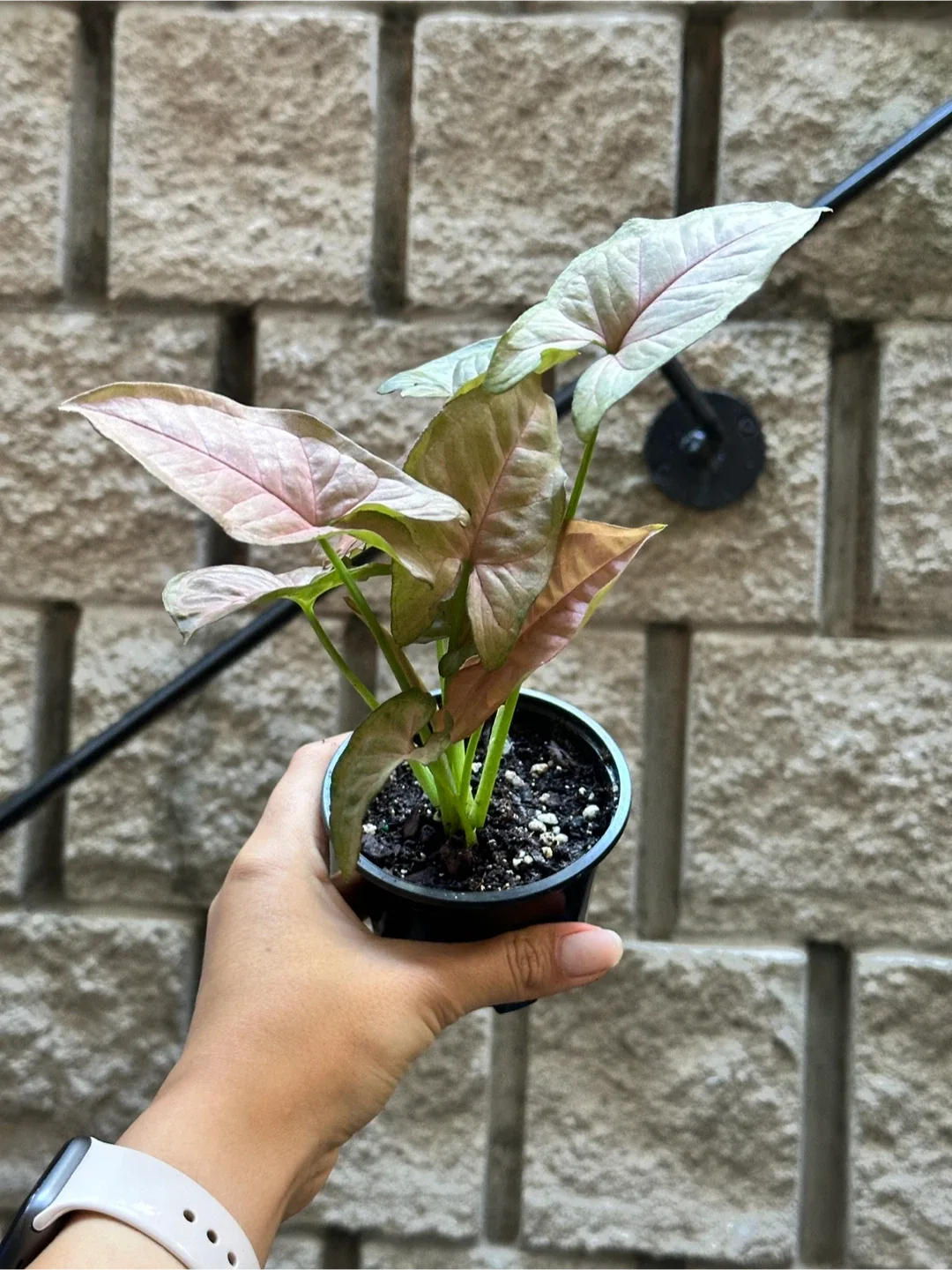 Syngonium Pink Perfection Plant image indicator(2)