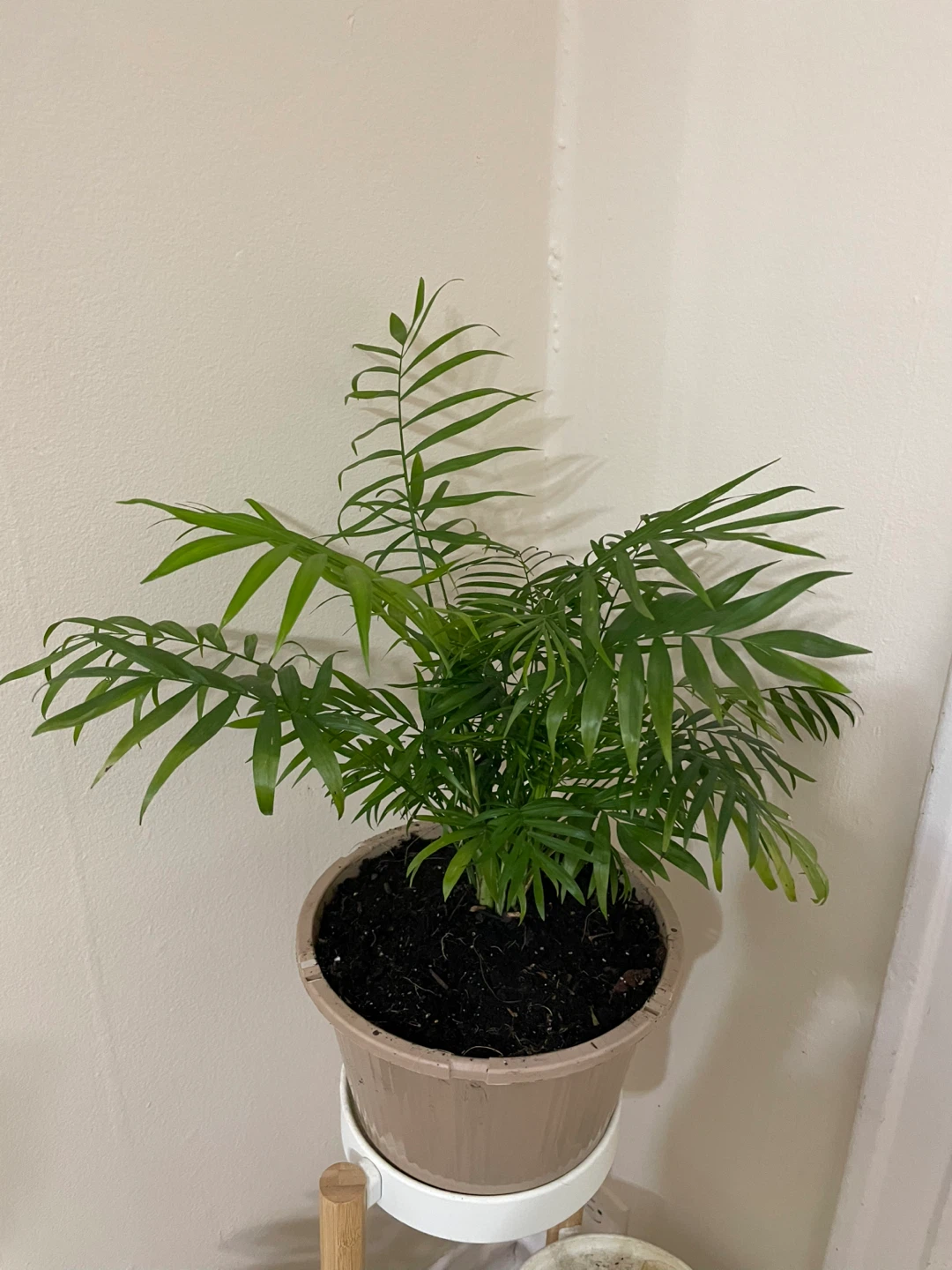 Parlor Palm Plant - photo 2