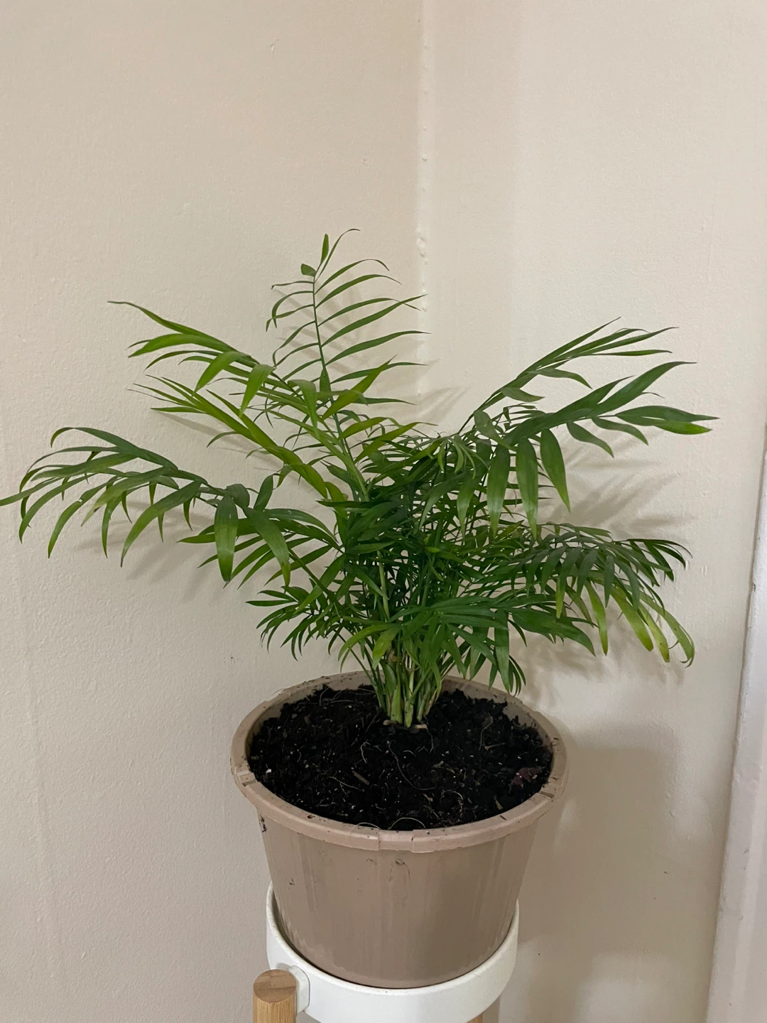 Parlor Palm Plant