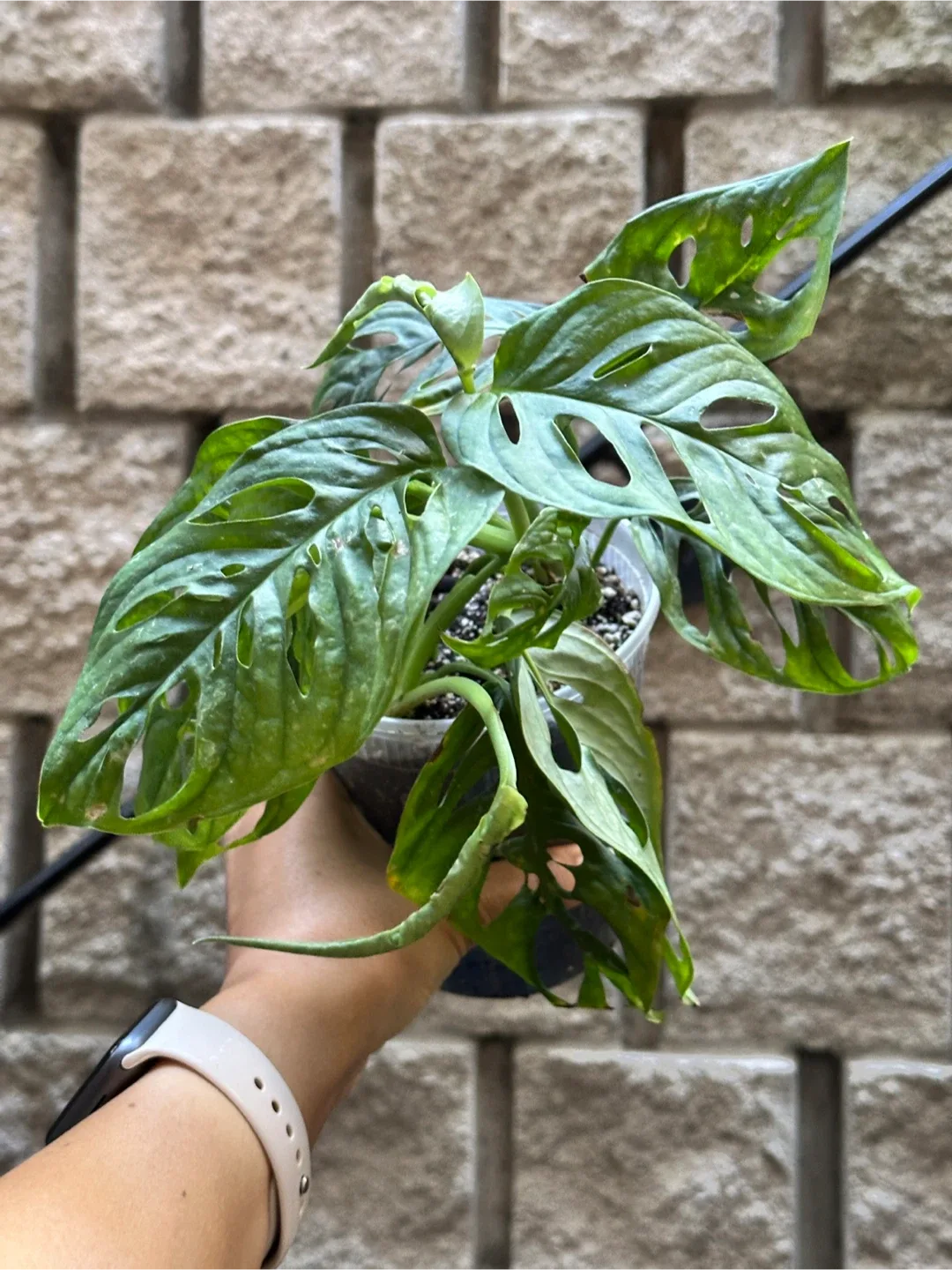 Monstera Adansonii Plant thumbnail
