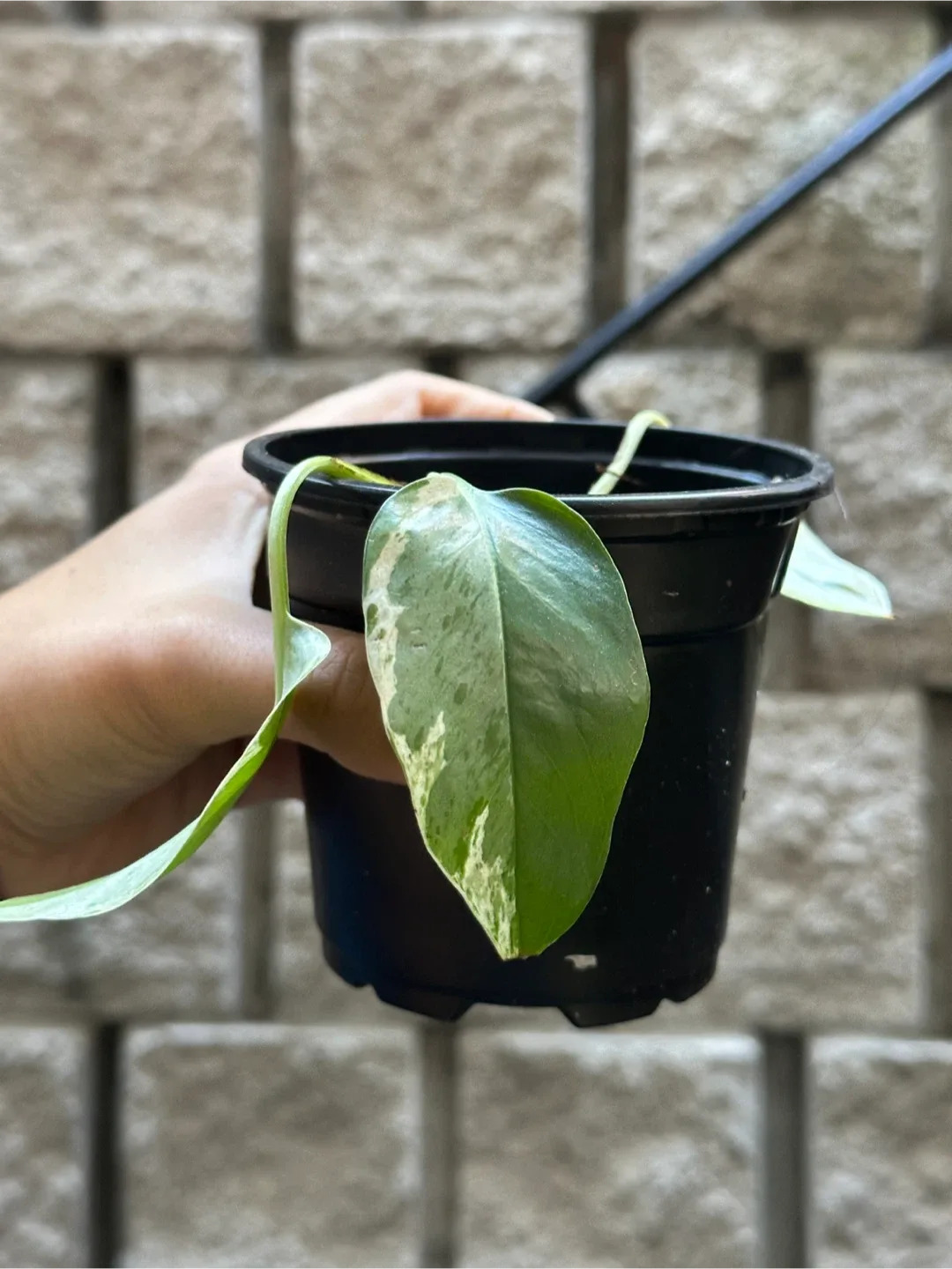 Pearls and Jade Pothos Plant Small image indicator(2)