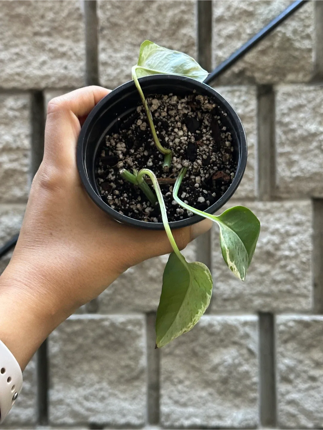 Pearls and Jade Pothos Plant Small thumbnail
