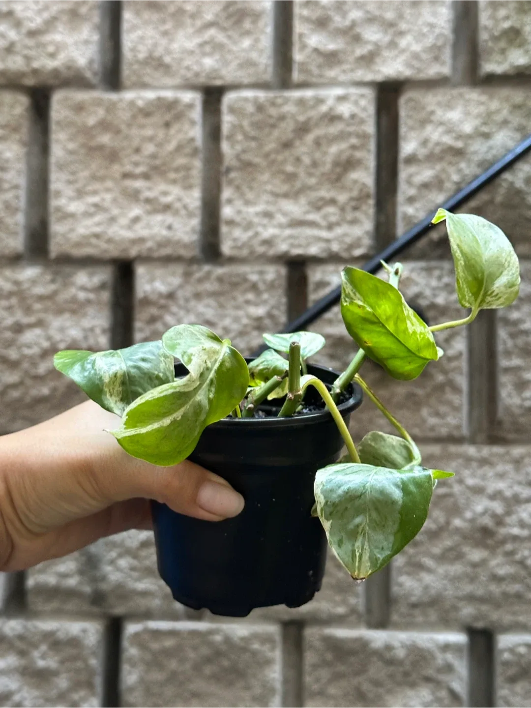 Pearls and Jade Pothos Plant Medium image indicator(2)