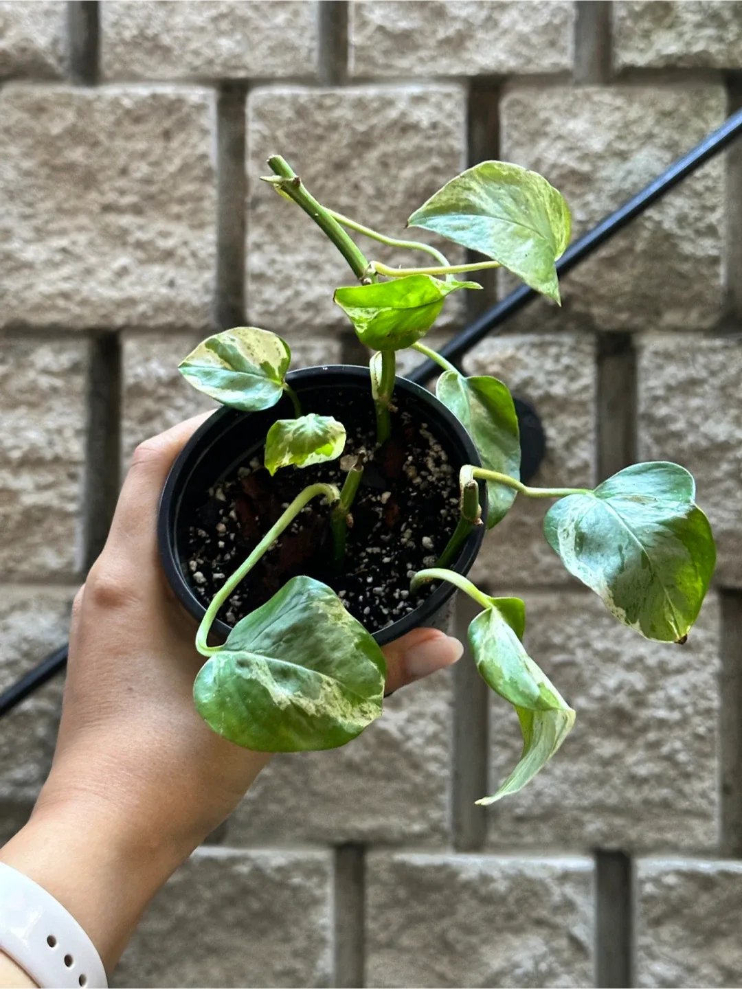 Pearls and Jade Pothos Plant Medium thumbnail