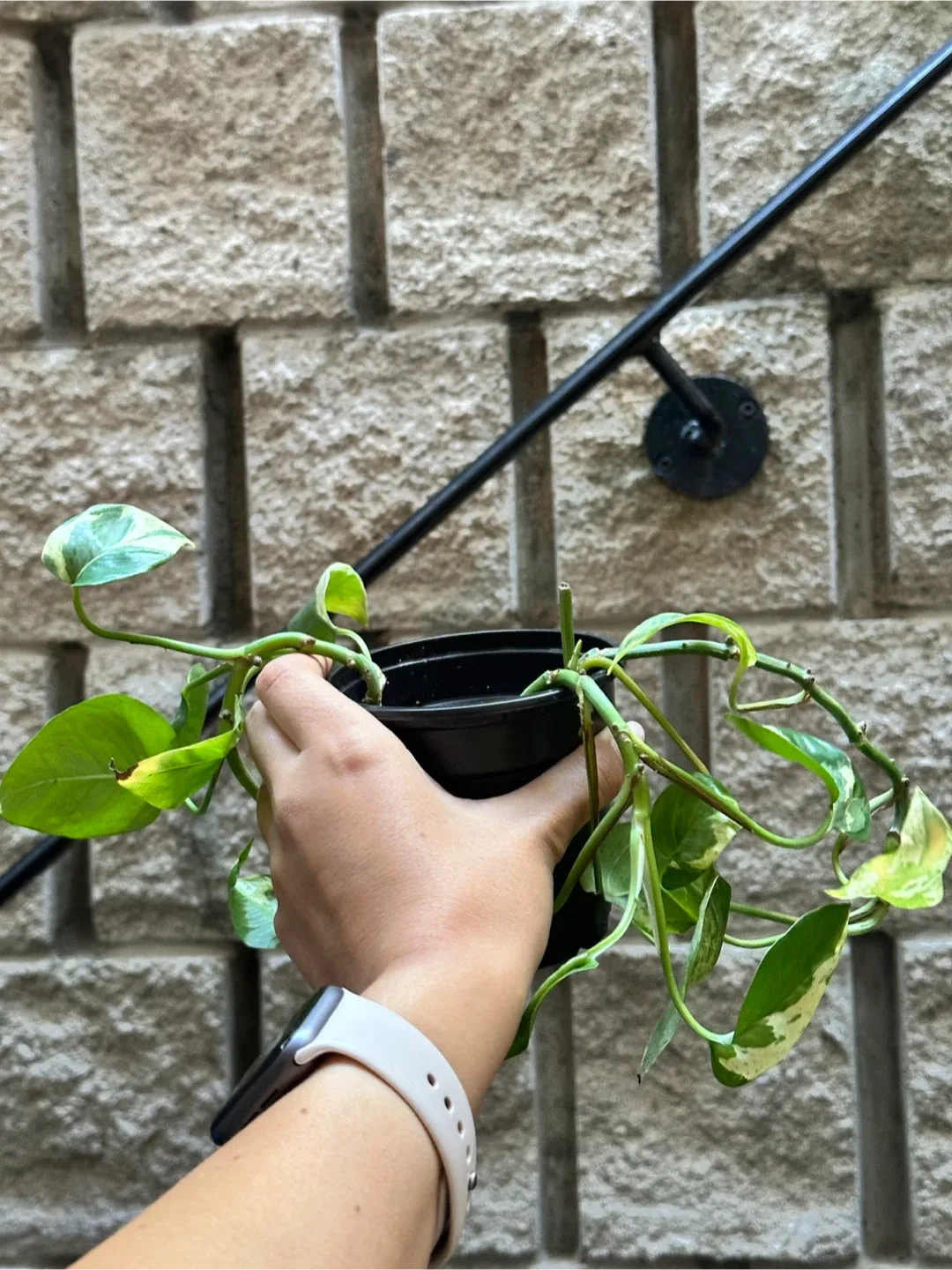 Pearls and Jade Pothos Plant Large image indicator(2)