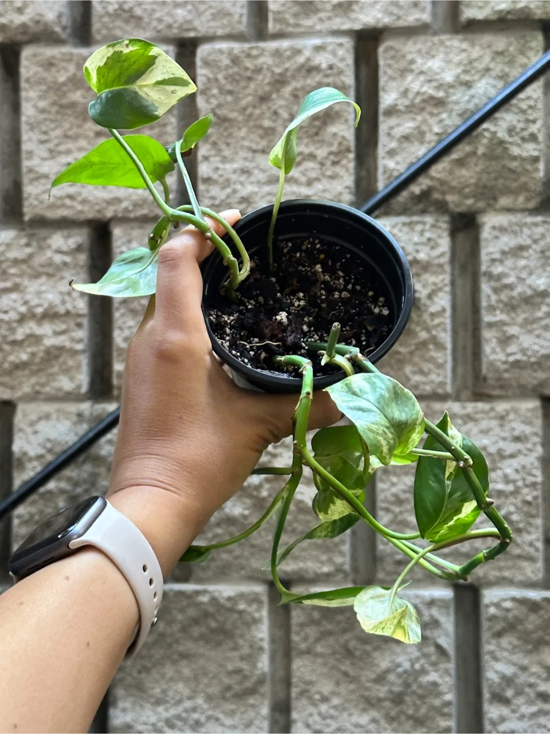 Pearls and Jade Pothos Plant Large thumbnail
