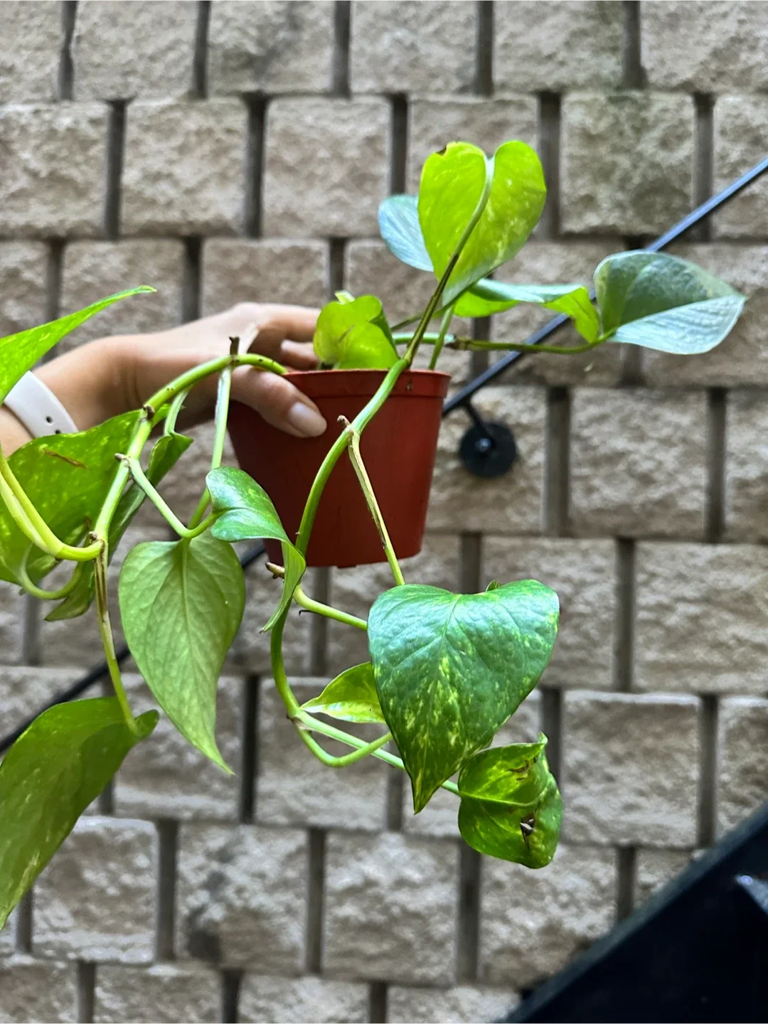 Golden Pothos Plant image indicator(3)
