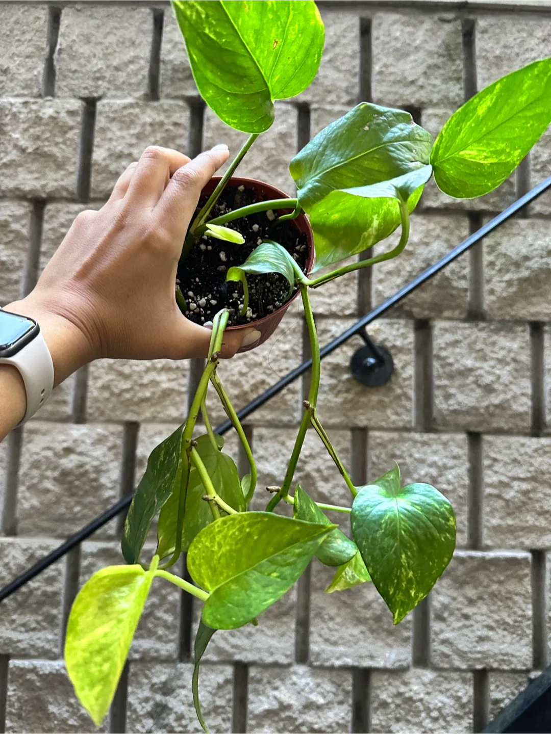 Golden Pothos Plant image indicator(2)