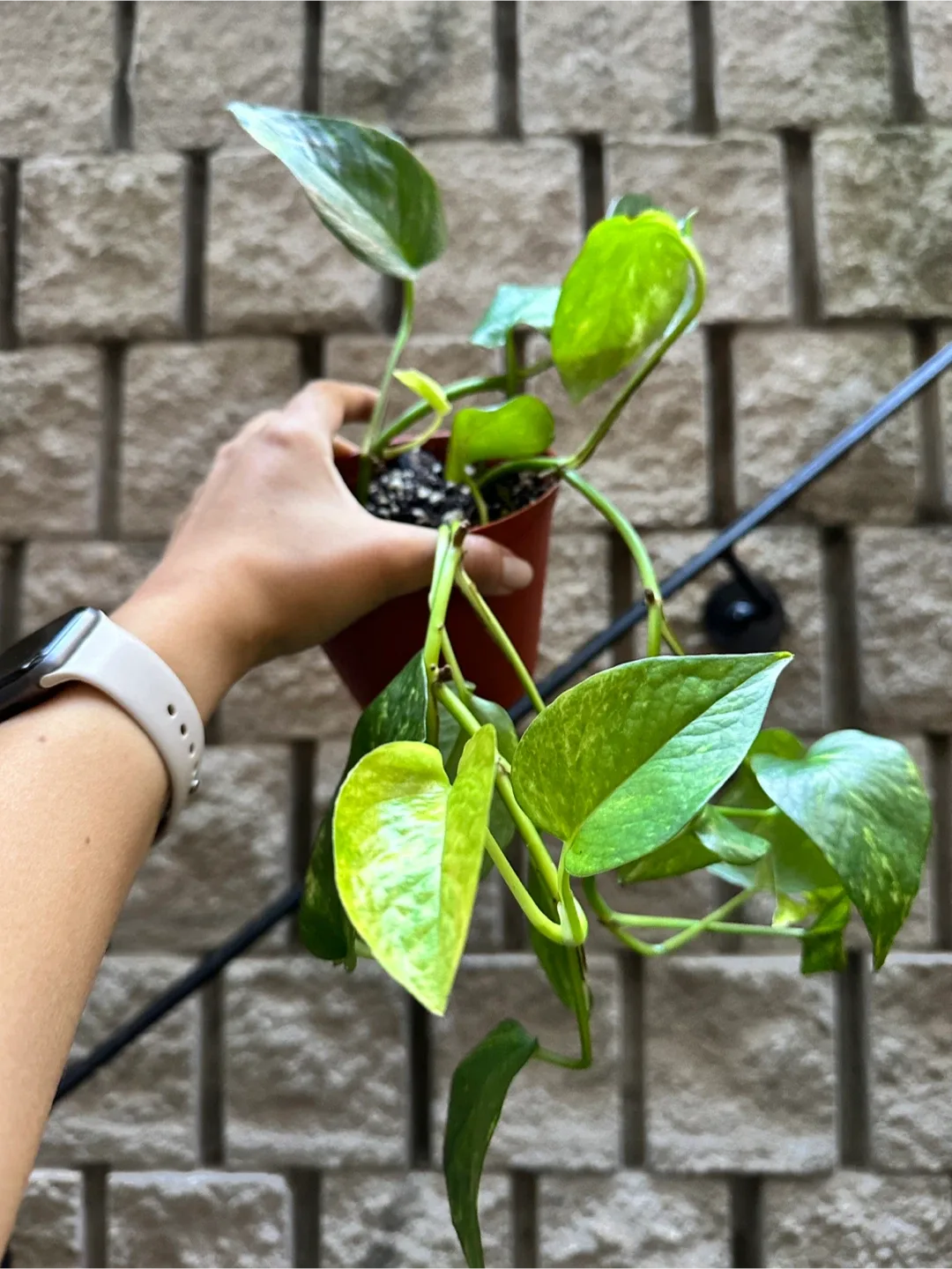 Golden Pothos Plant thumbnail
