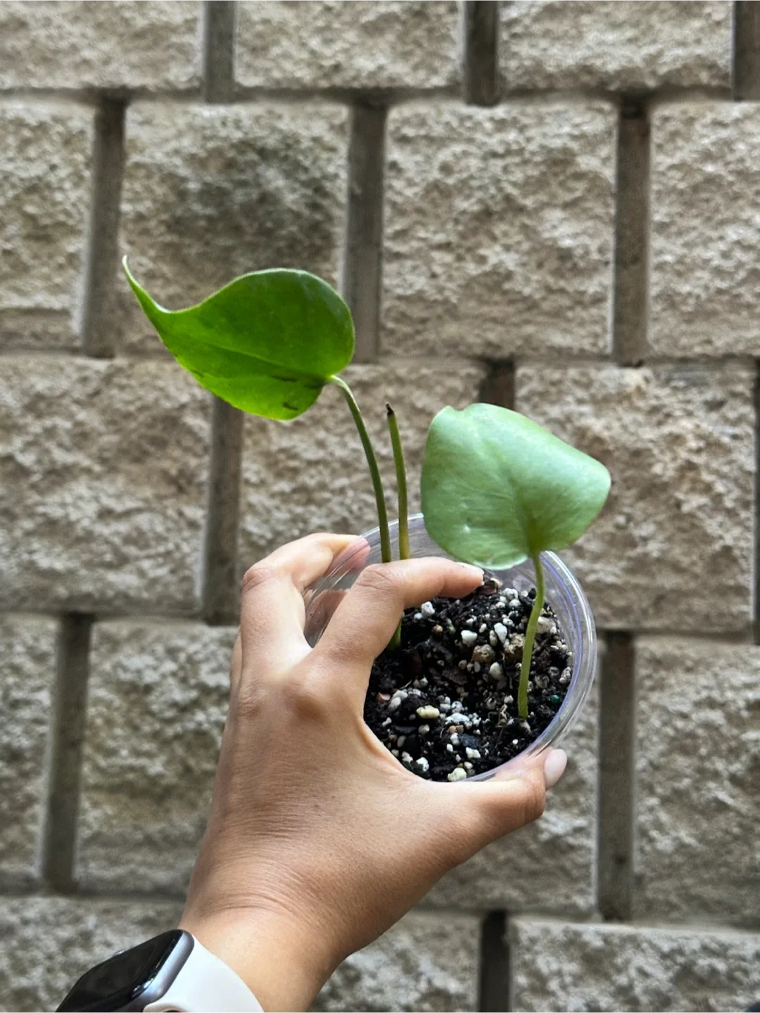 Monstera Deliciosa Baby Plant thumbnail