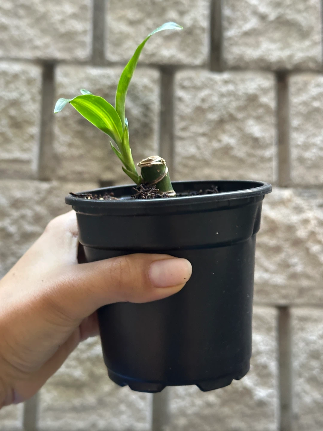 Dracaena Fragrans Plant - photo 2