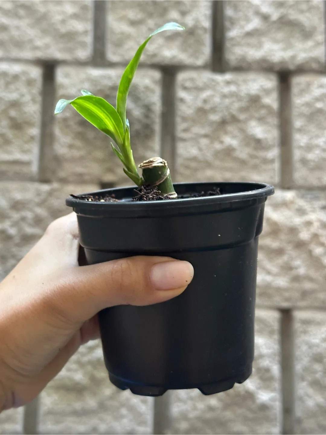 Dracaena Fragrans Plant image indicator(2)