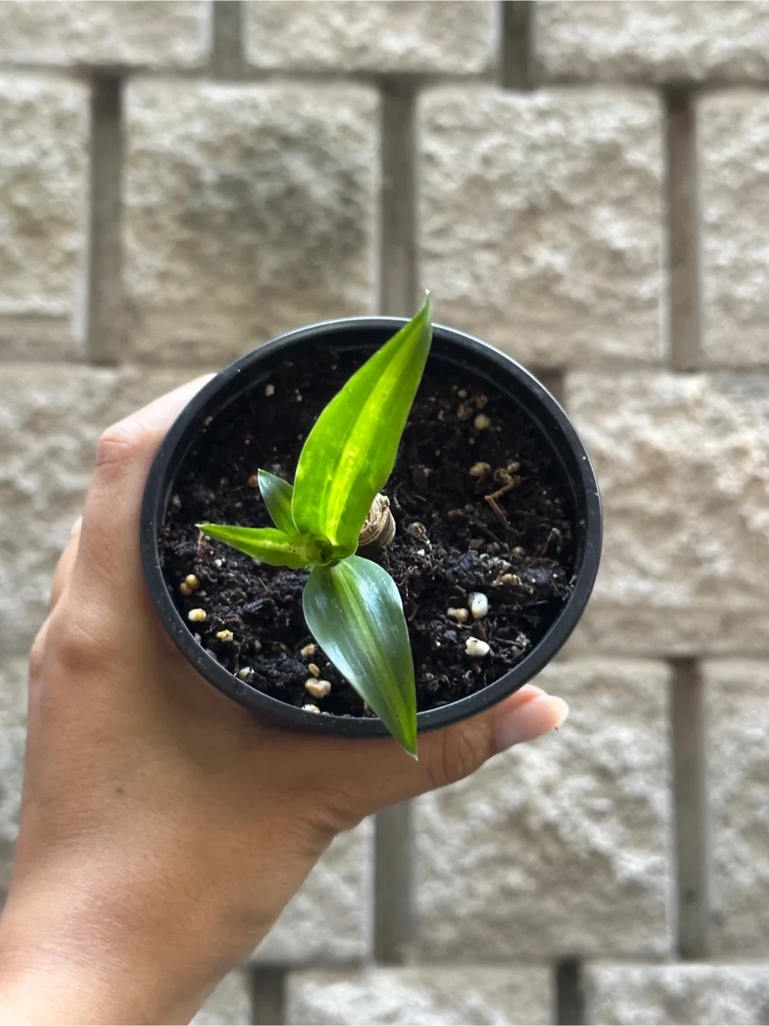 Dracaena Fragrans Plant thumbnail