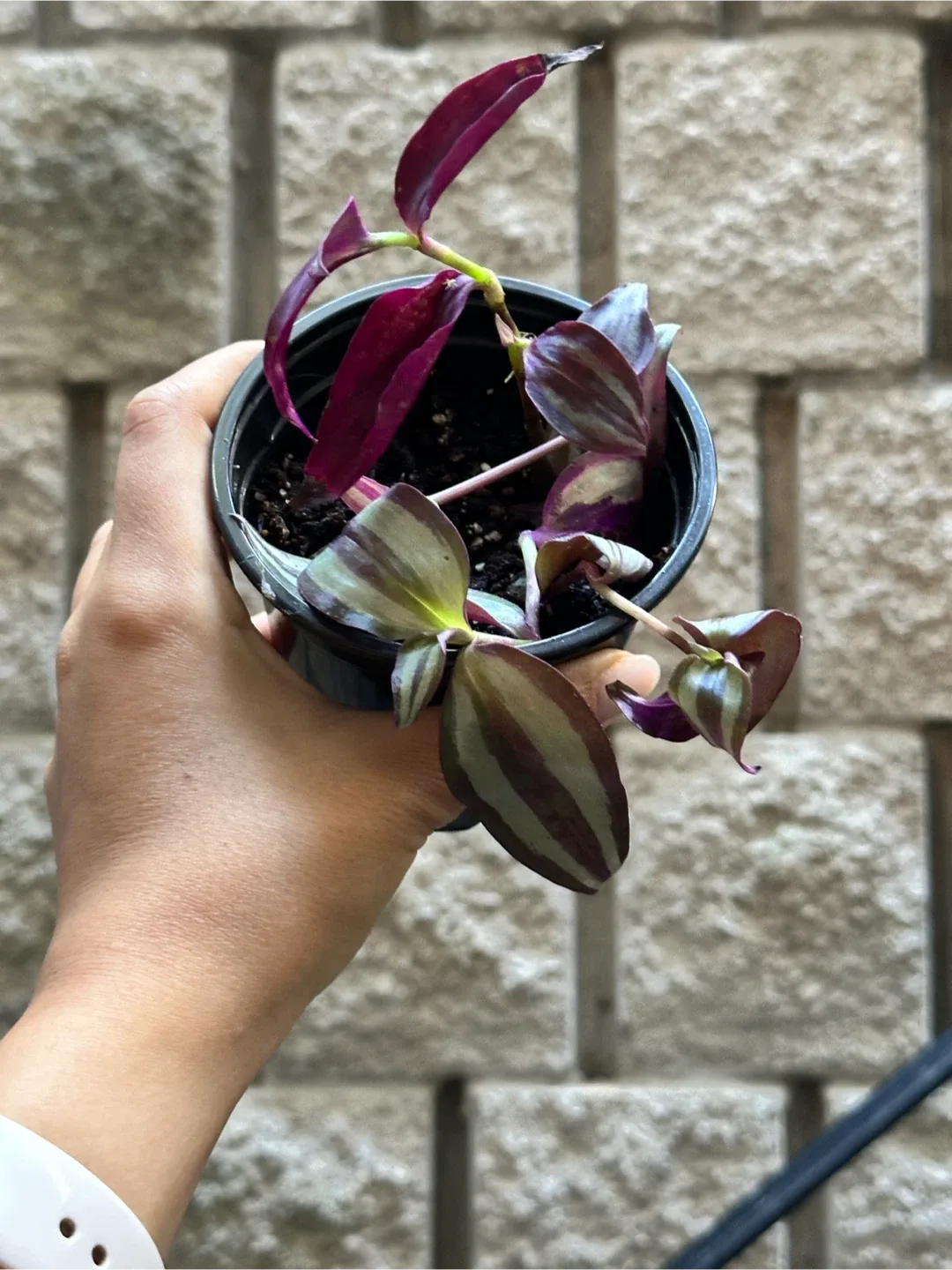 Tradescantia Plants thumbnail