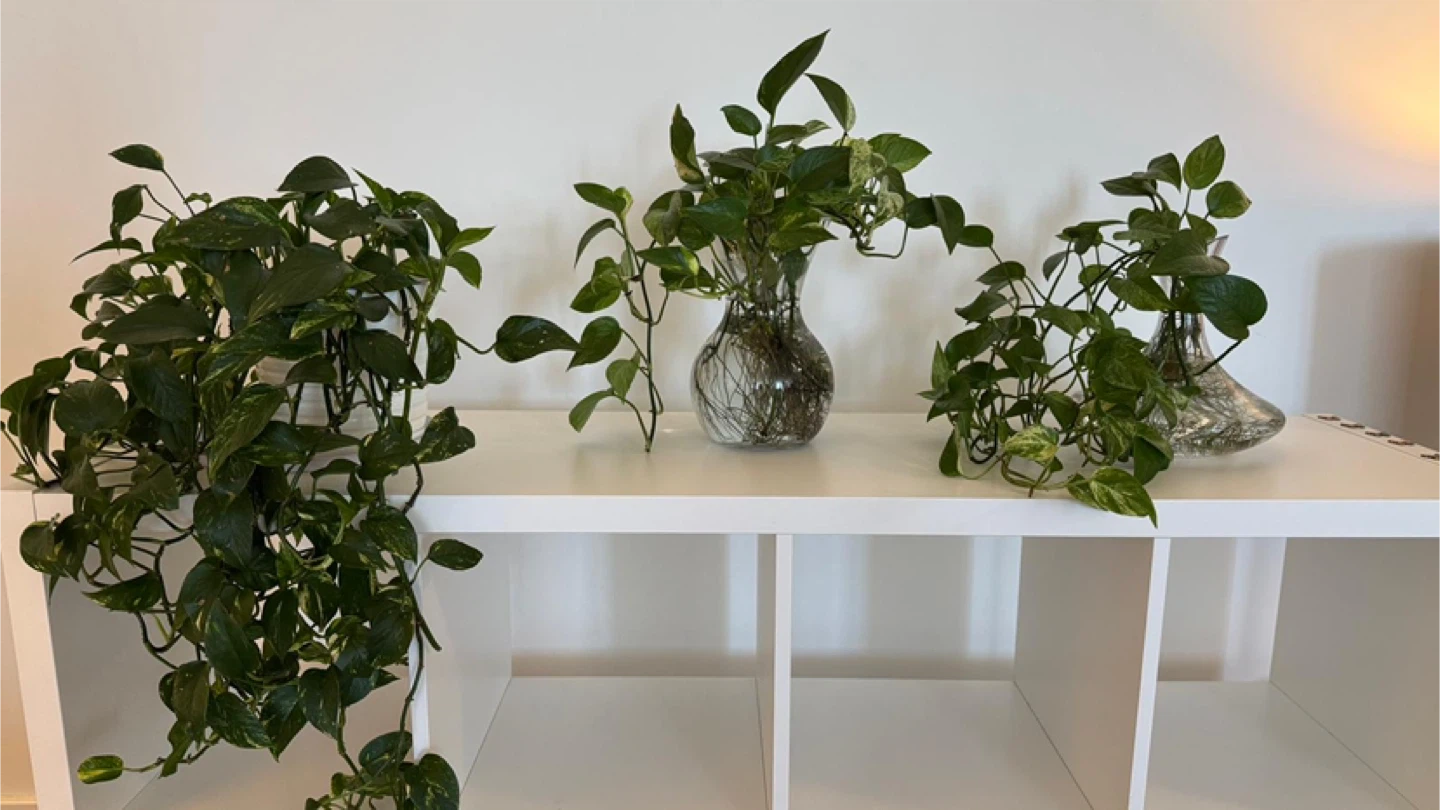 Pothos collection- modern and fresh look