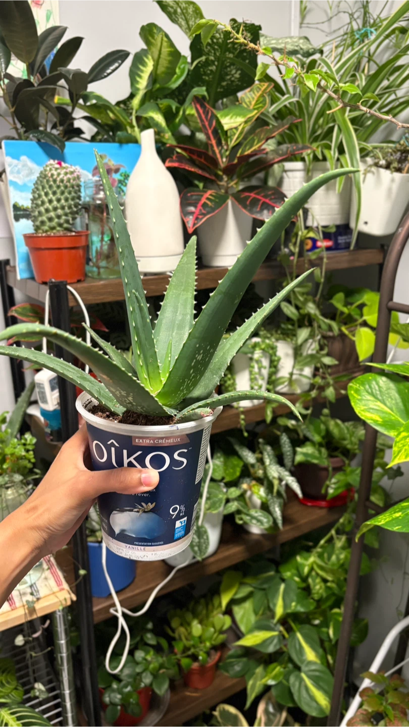 Aloe Vera Plant - photo 3