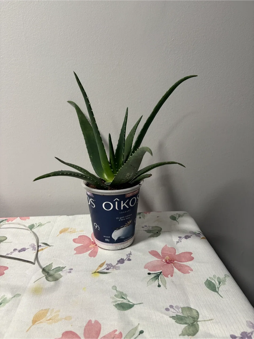 Aloe Vera Plant