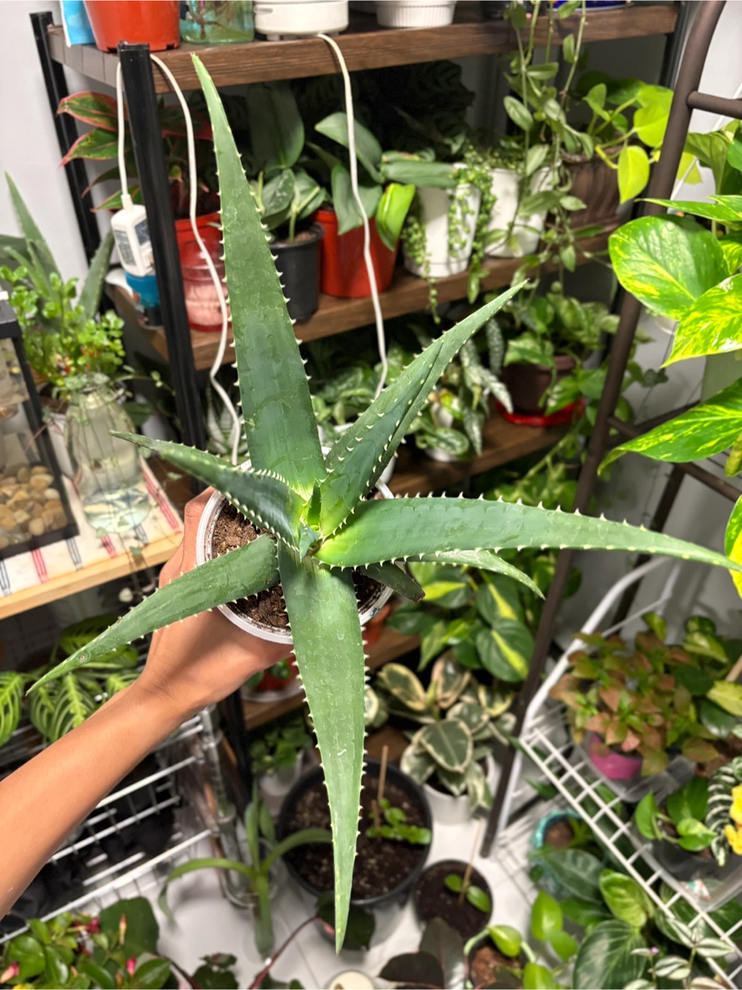 Aloe Vera Plant - photo 2
