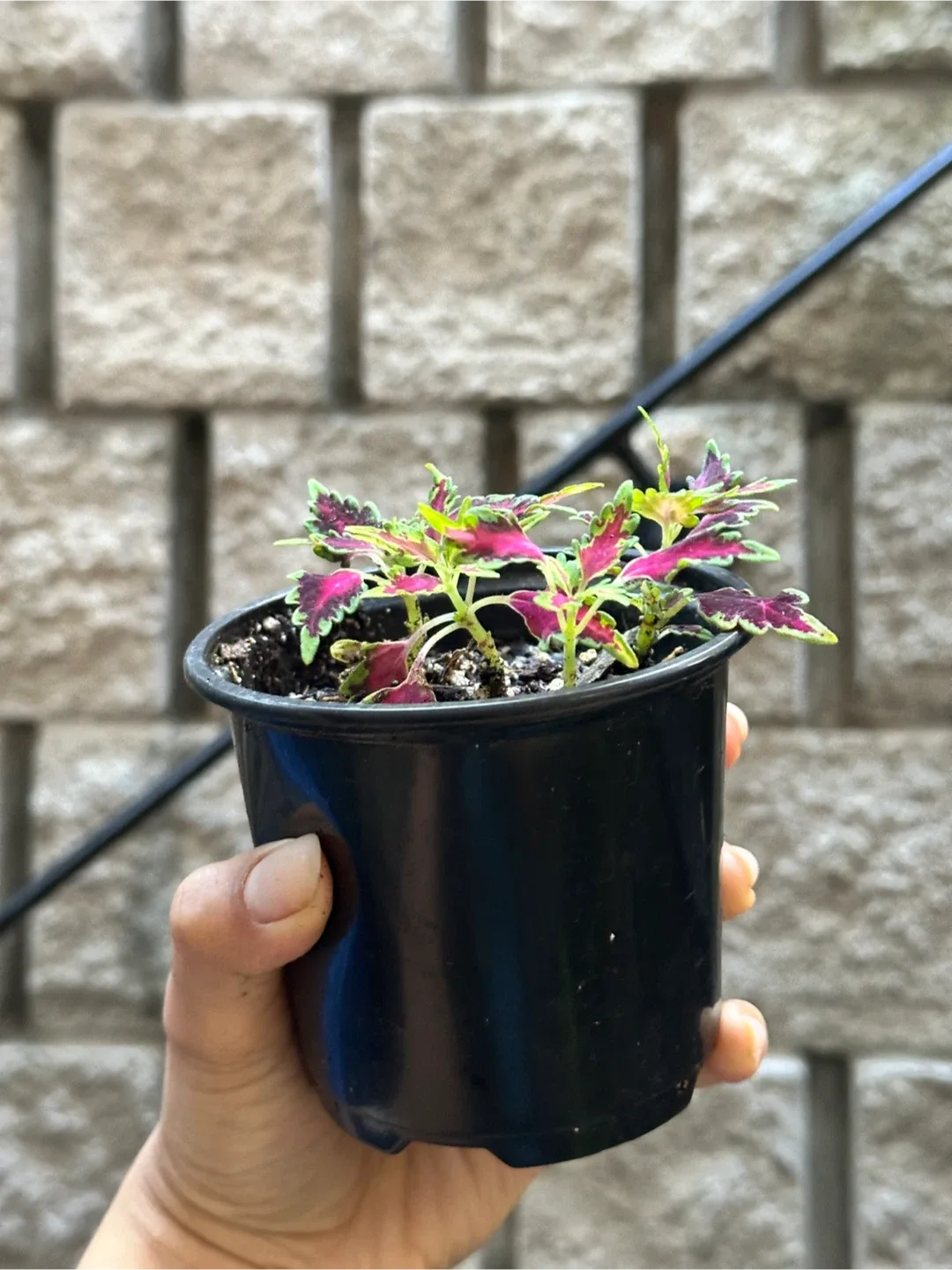 Coleus Plant image indicator(2)