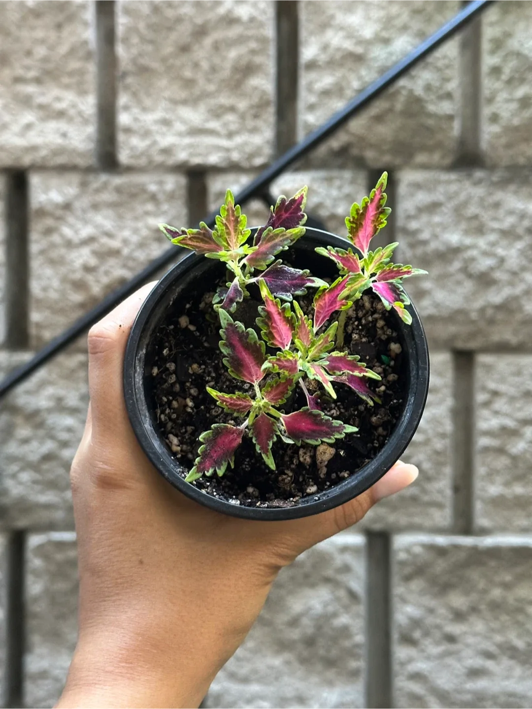 Coleus Plant thumbnail