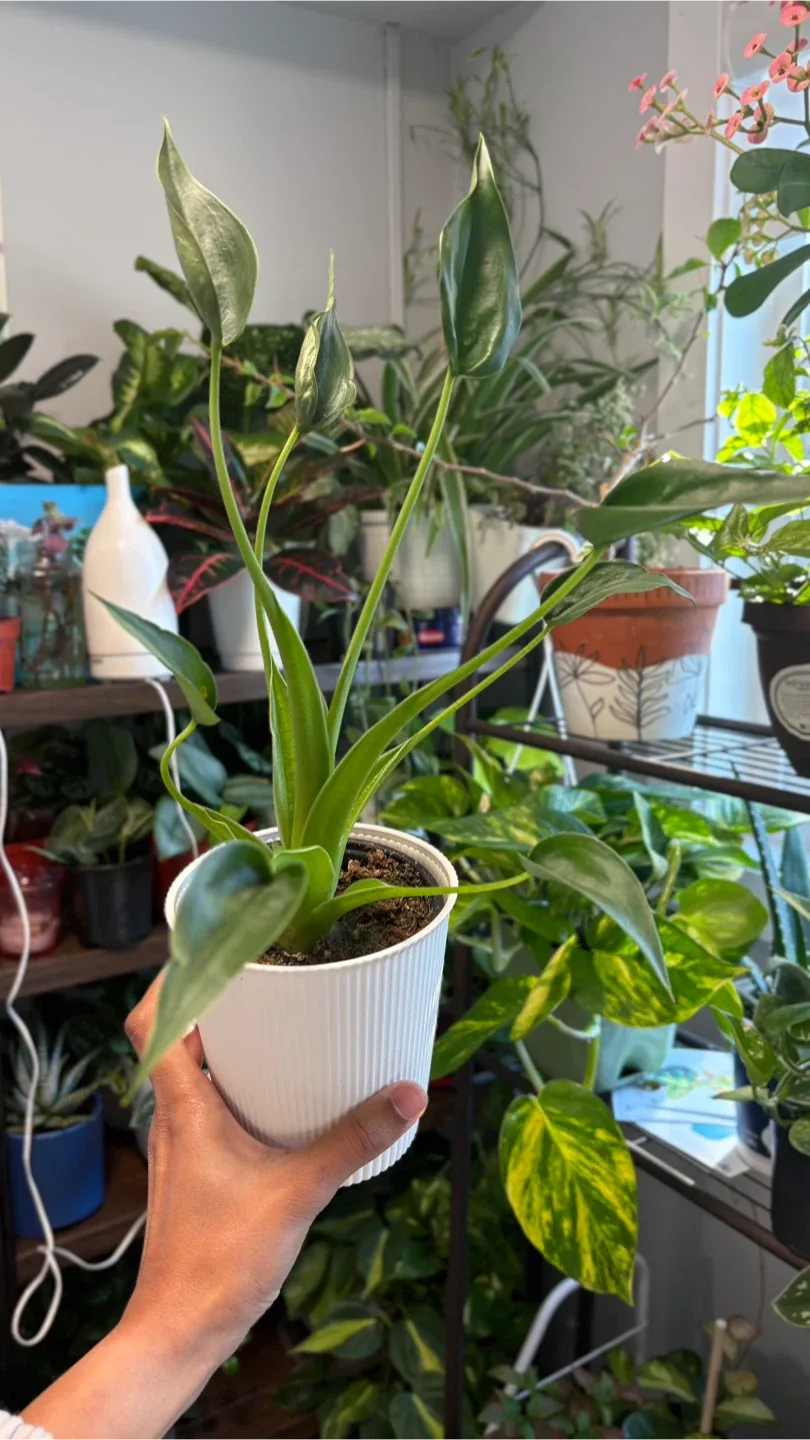 Alocasia tiny dancer plant