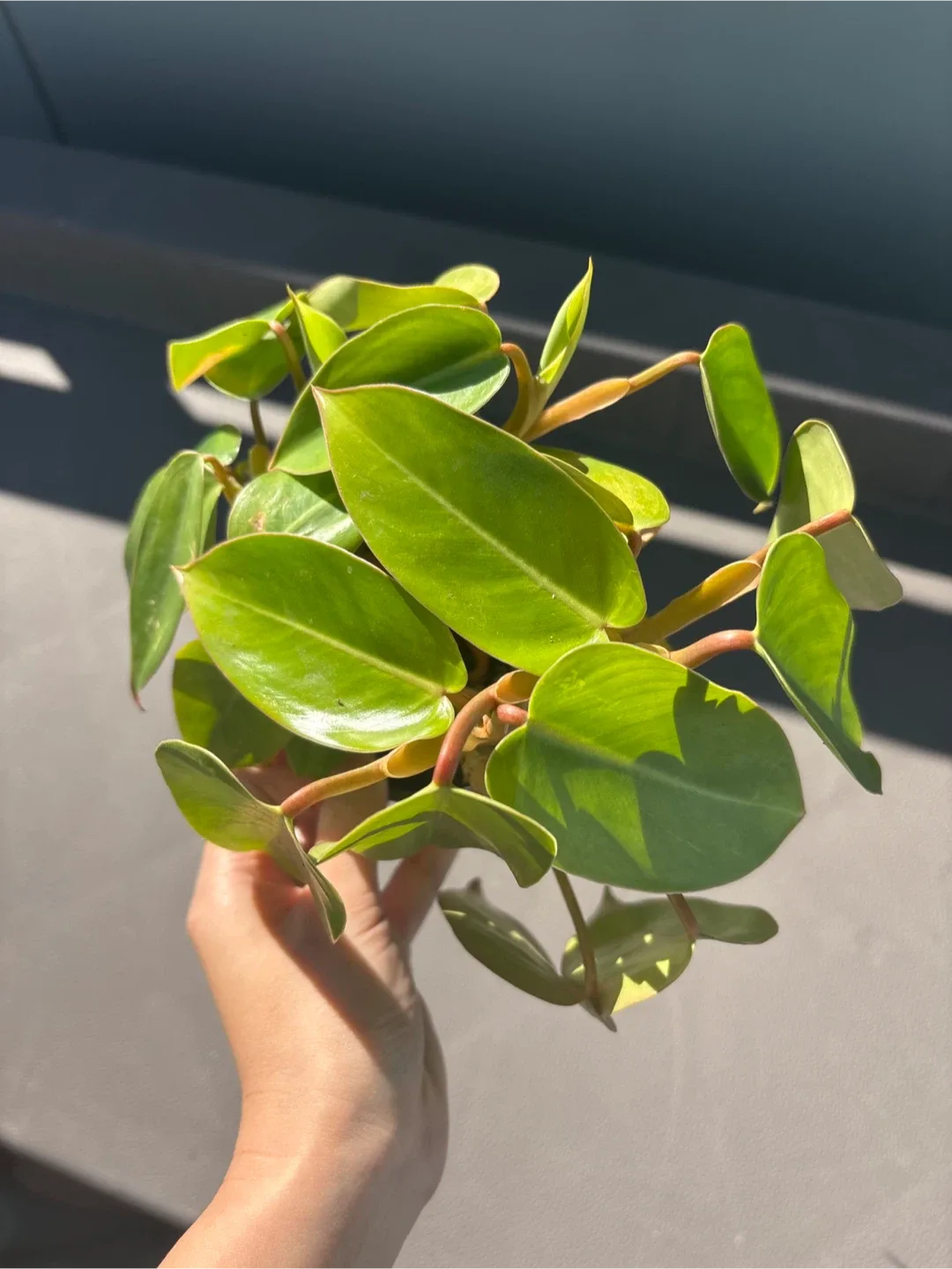Philodendron Burke Marx 🧡 thumbnail