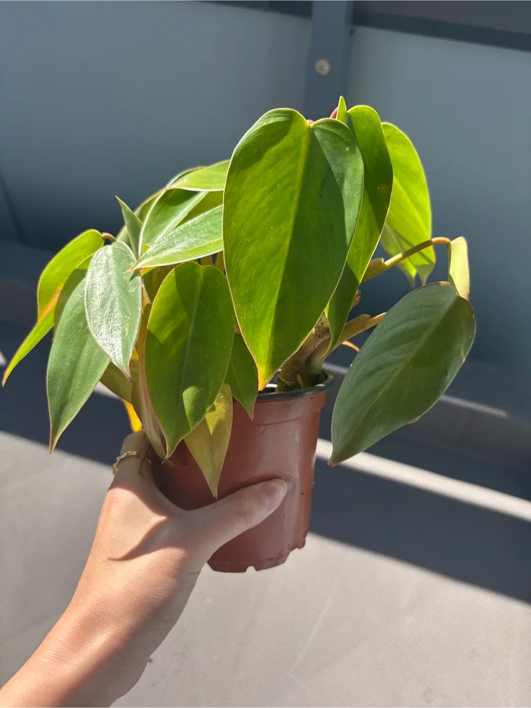 Philodendron Burke Marx 🧡 image indicator(2)