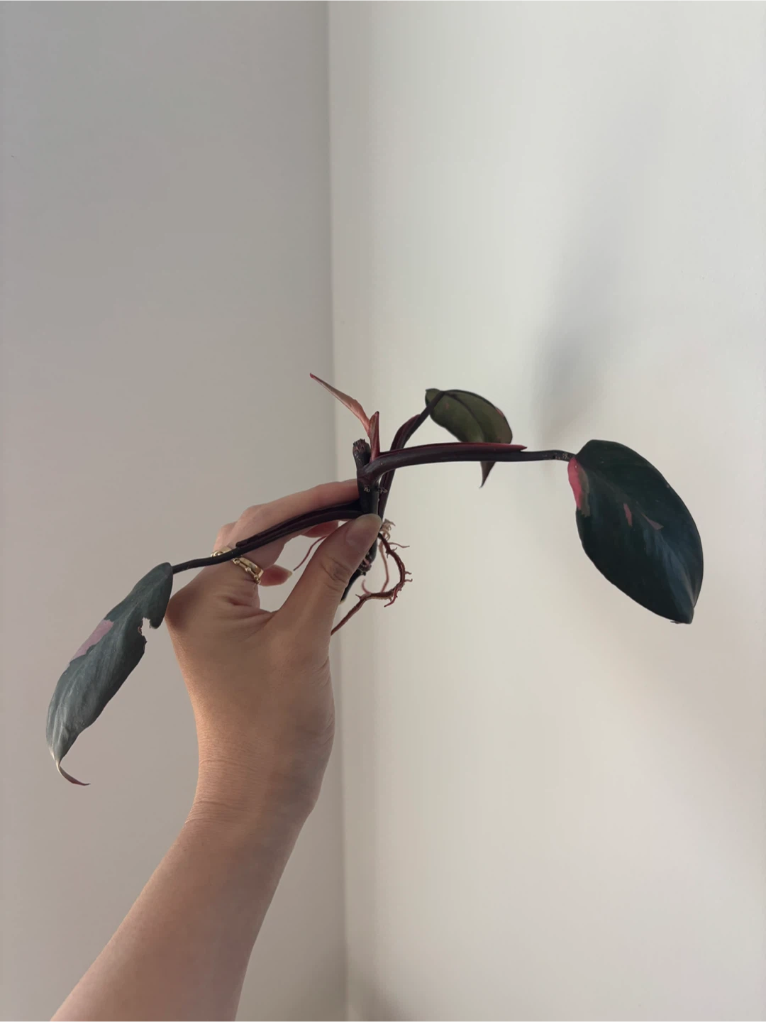 Pink Princess Philodendron Plant rooted cutting 🧡