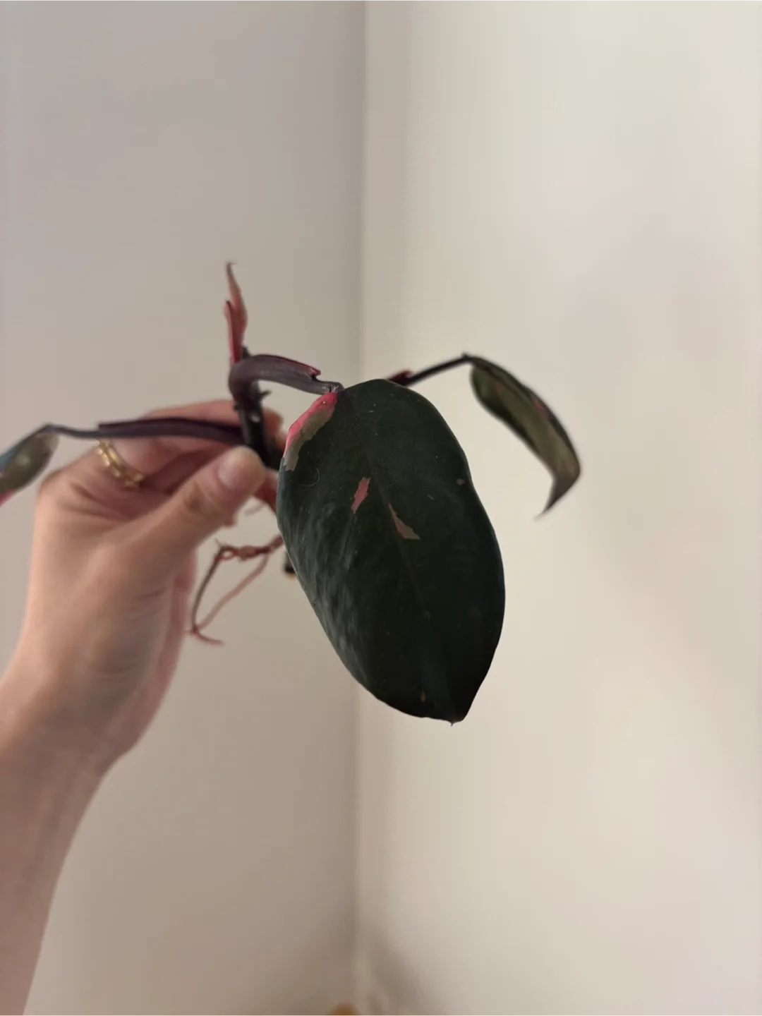 Pink Princess Philodendron Plant rooted cutting 🧡 image indicator(2)