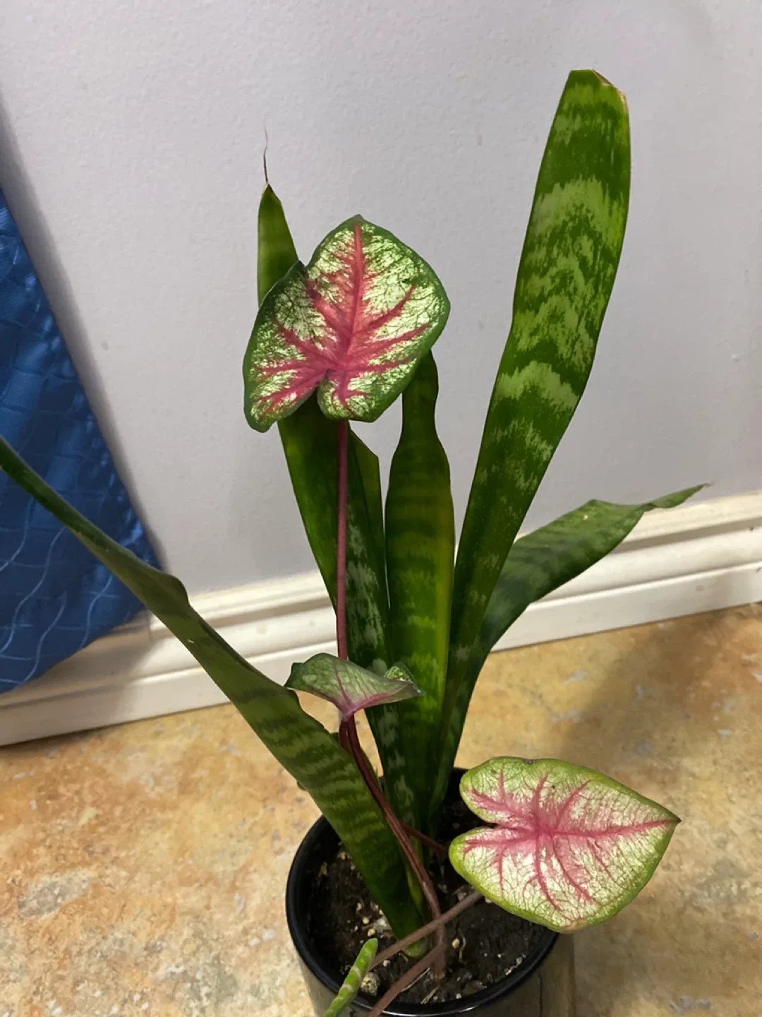 Snake Plant & Caladium Plant image indicator(3)