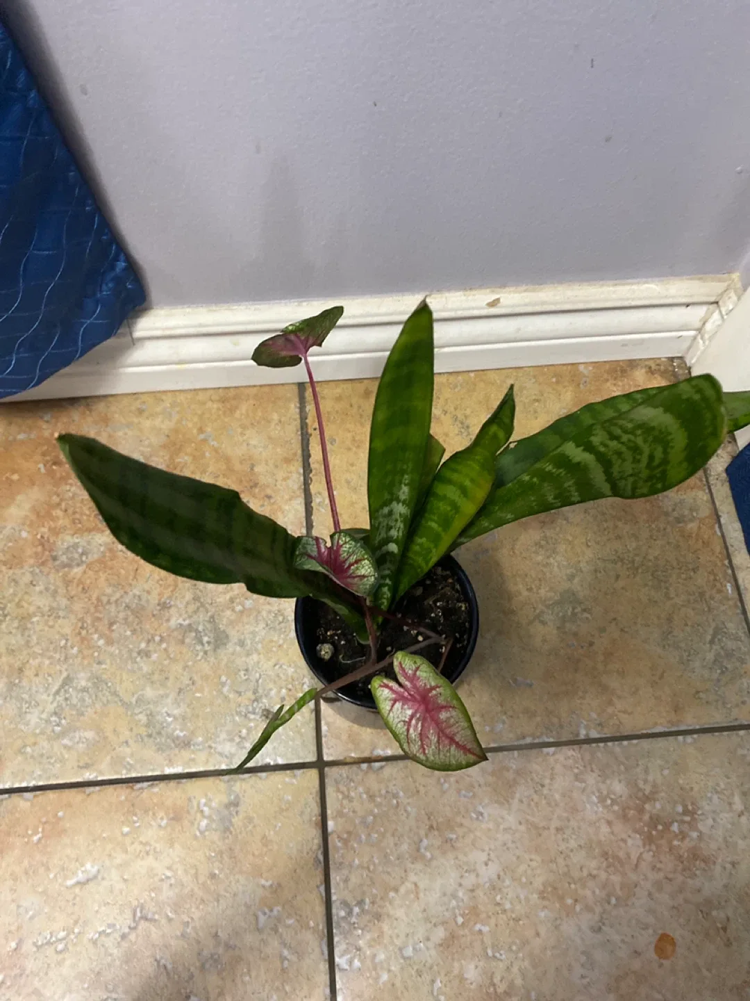 Snake Plant & Caladium Plant image indicator(2)