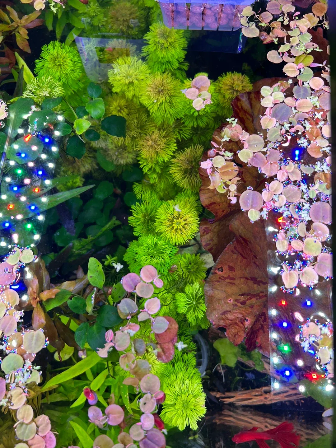 Aquarium plants - Limnophila Sessiliflora image indicator(3)