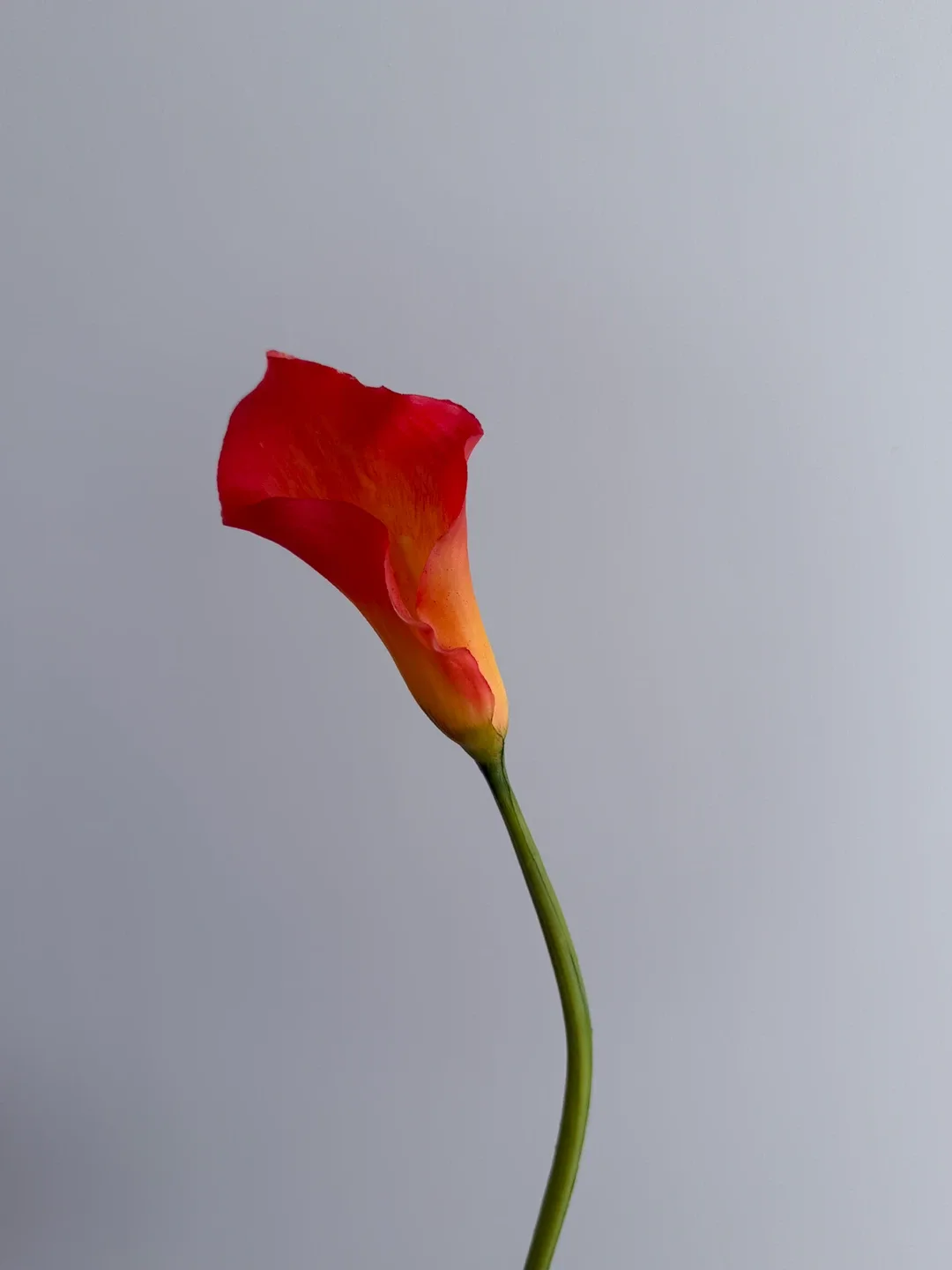 Artificial Calla Lily Flowers - Red & Dark Purple