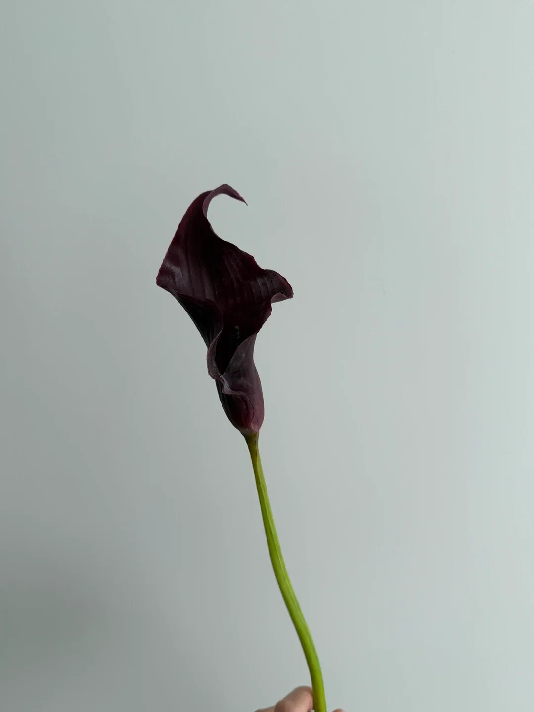 Artificial Calla Lily Flowers - Red & Dark Purple image indicator(3)