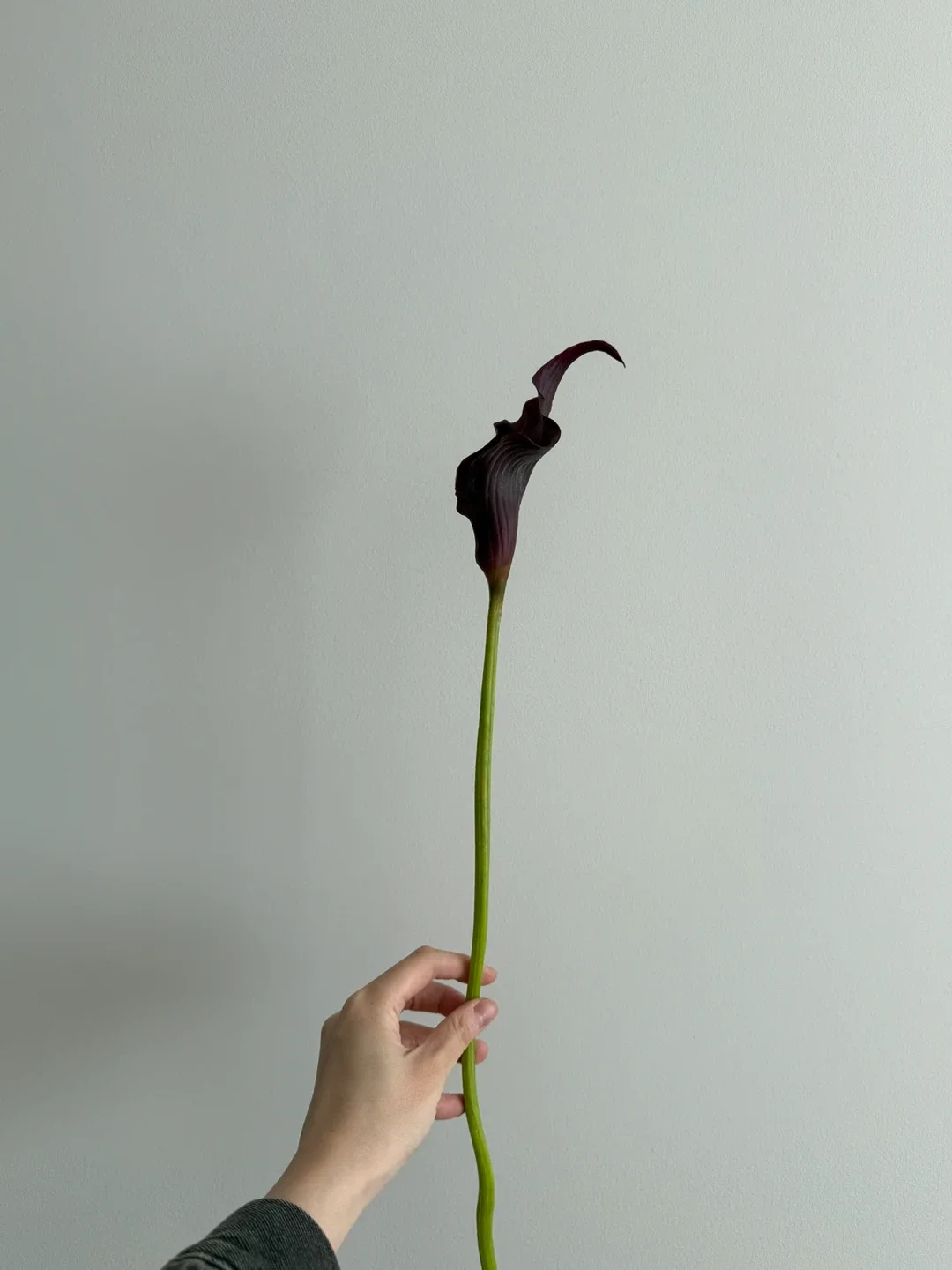 Artificial Calla Lily Flowers - Red & Dark Purple image indicator(4)