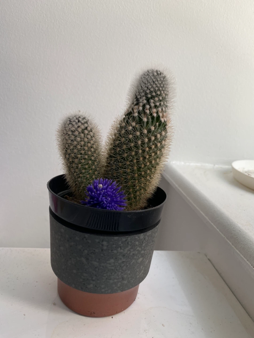 Cactus with Flower - photo 2