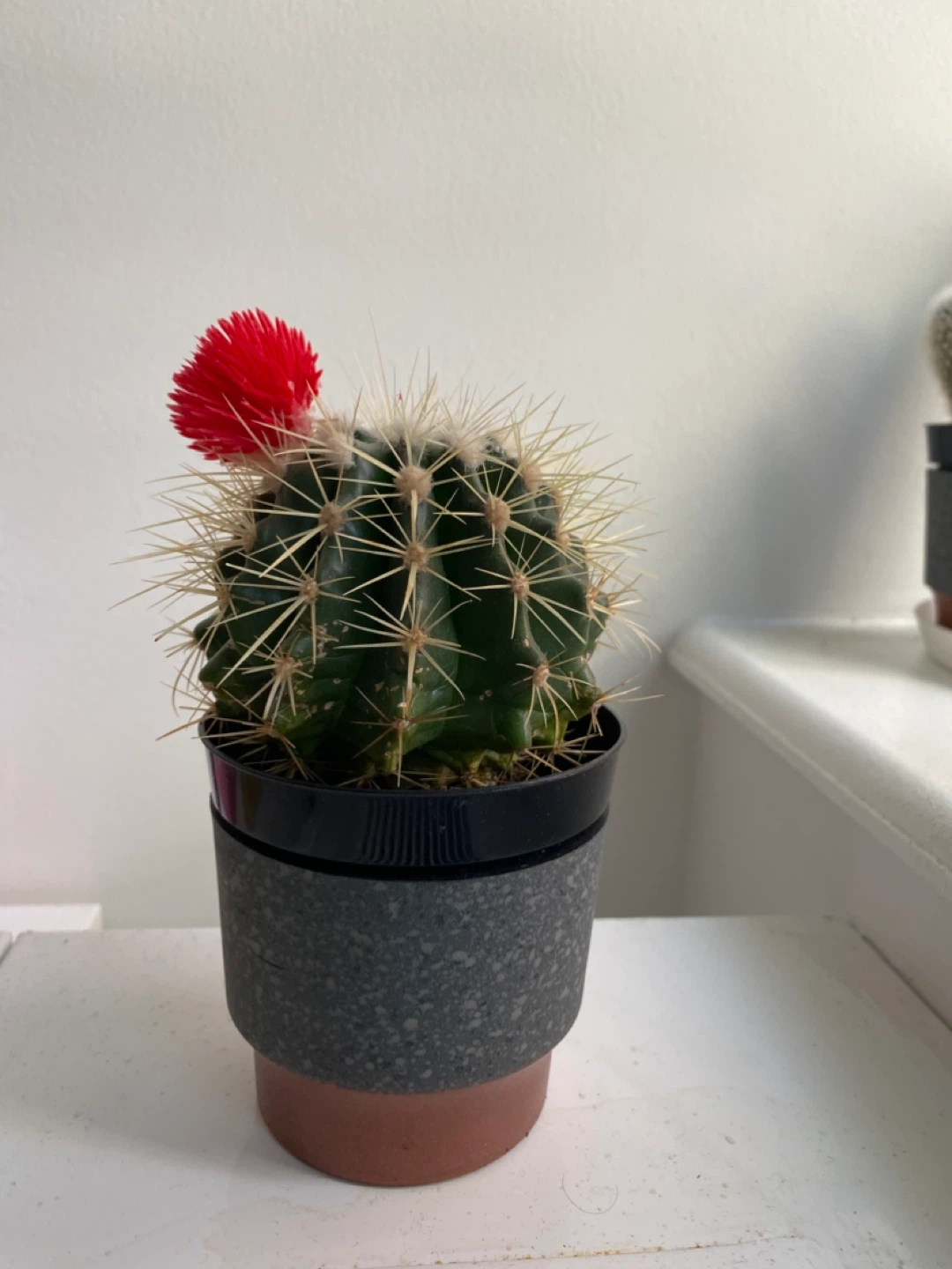 Cactus with Flower - photo 3