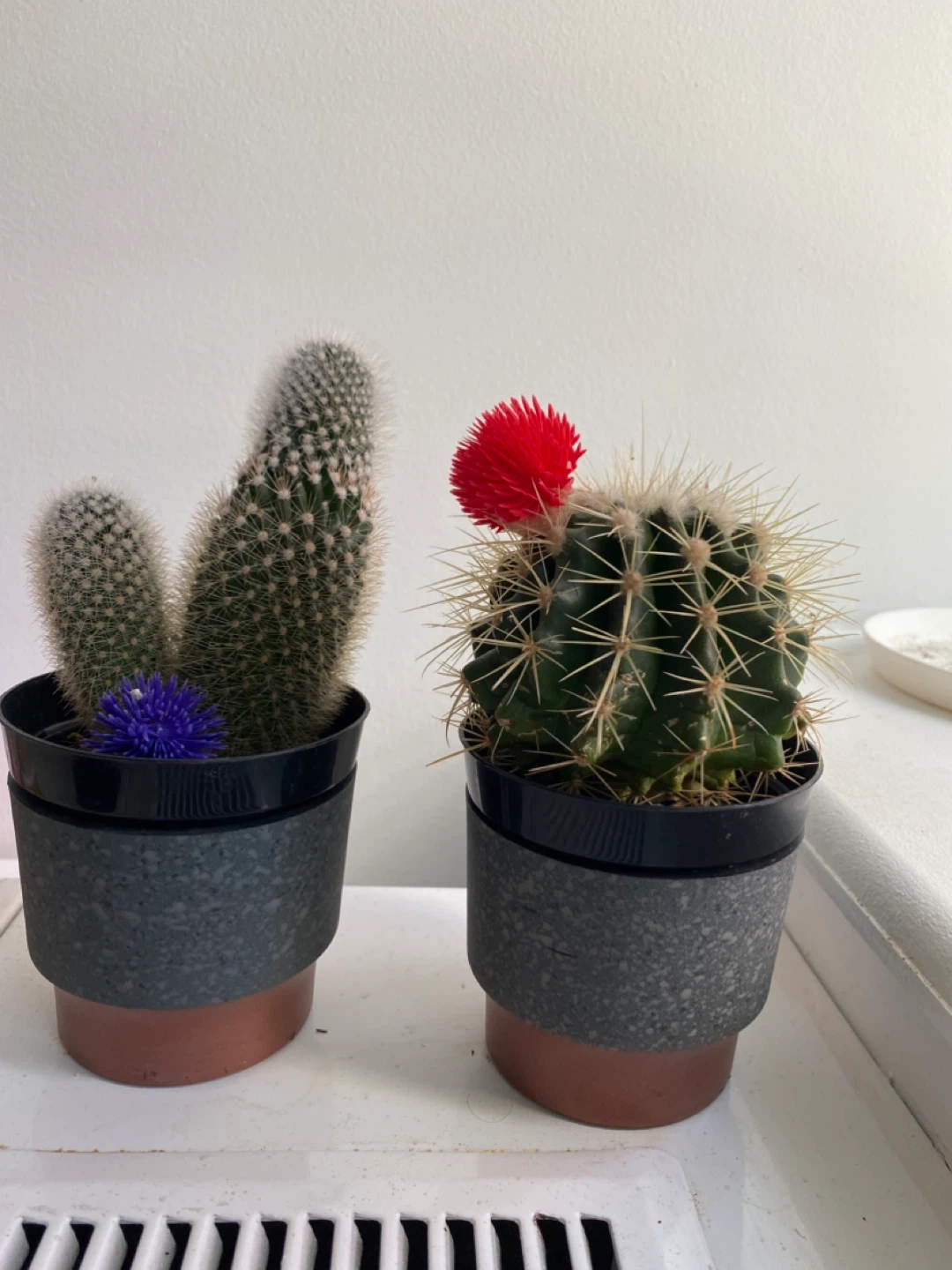 Cactus with Flower