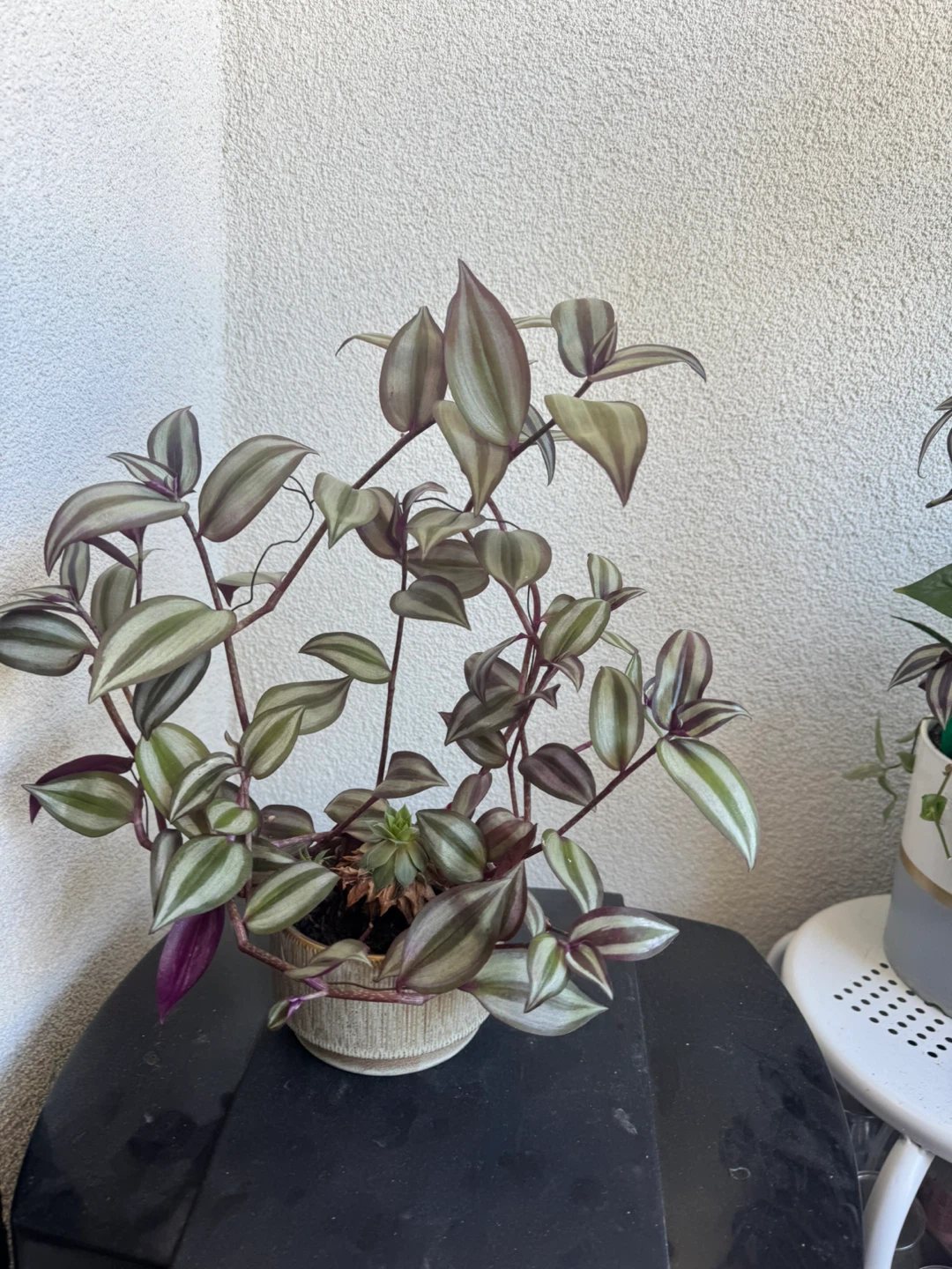 Tradescantia Zebrina Plant and little succulent 🧡 - photo 4