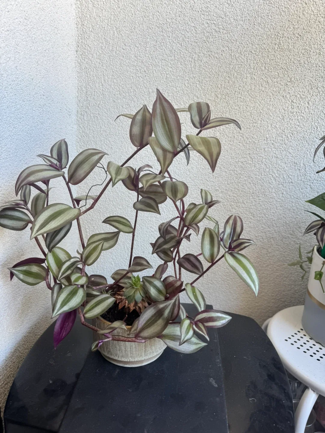 Tradescantia Zebrina Plant and little succulent 🧡 image indicator(4)