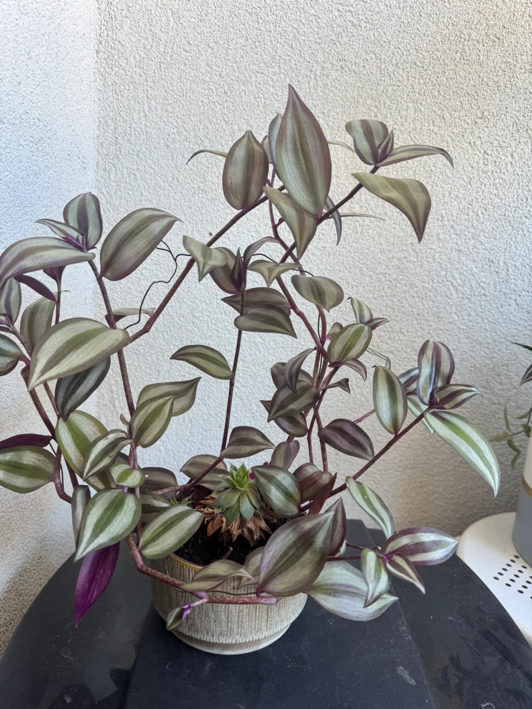 Tradescantia Zebrina Plant and little succulent 🧡 - photo 2