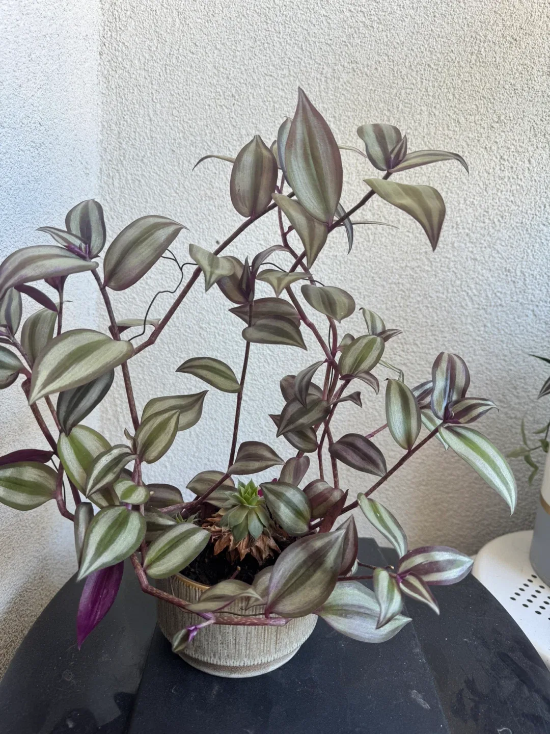 Tradescantia Zebrina Plant and little succulent 🧡 image indicator(2)