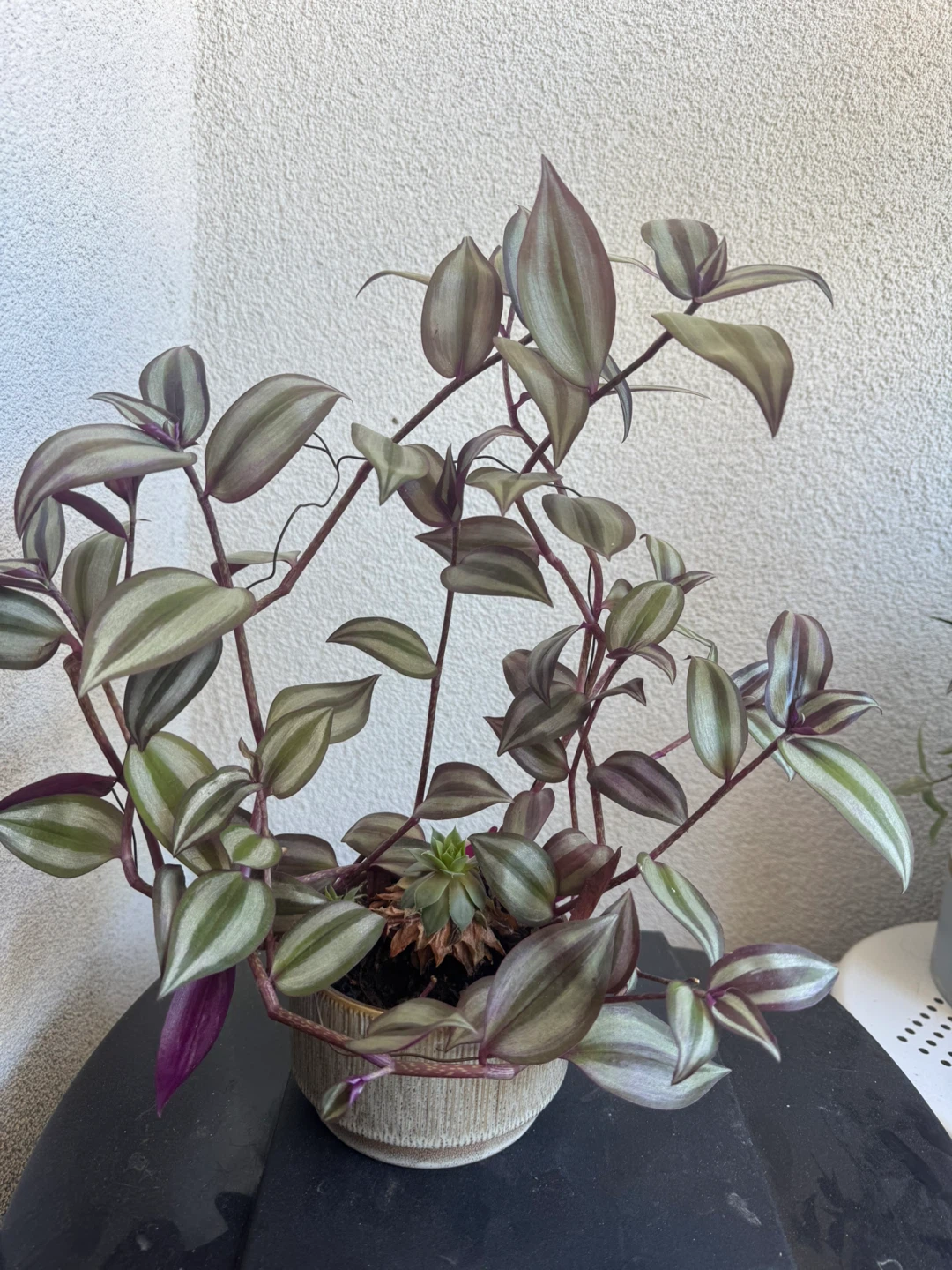Tradescantia Zebrina Plant and little succulent 🧡 - photo 3