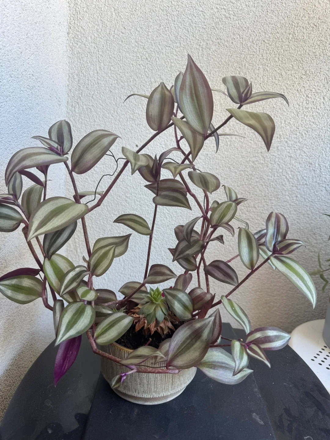 Tradescantia Zebrina Plant and little succulent 🧡 image indicator(3)