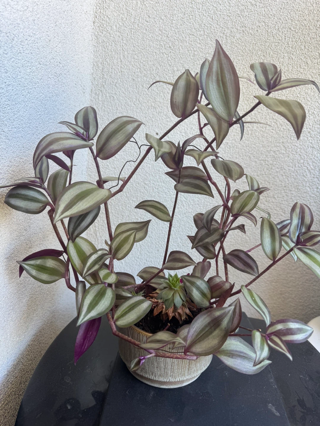 Tradescantia Zebrina Plant and little succulent 🧡