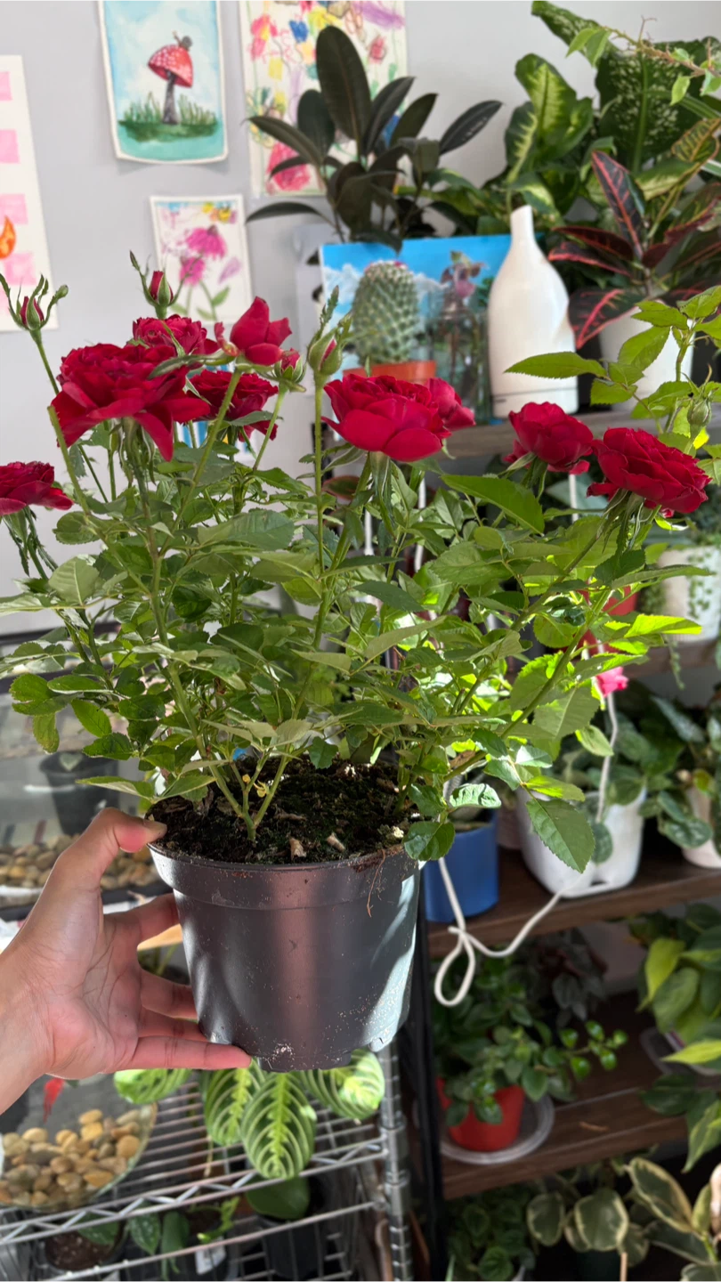 Potted Red Rose Plant - photo 3