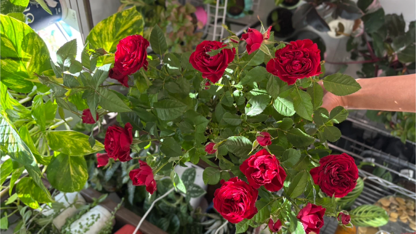 Potted Red Rose Plant - photo 4