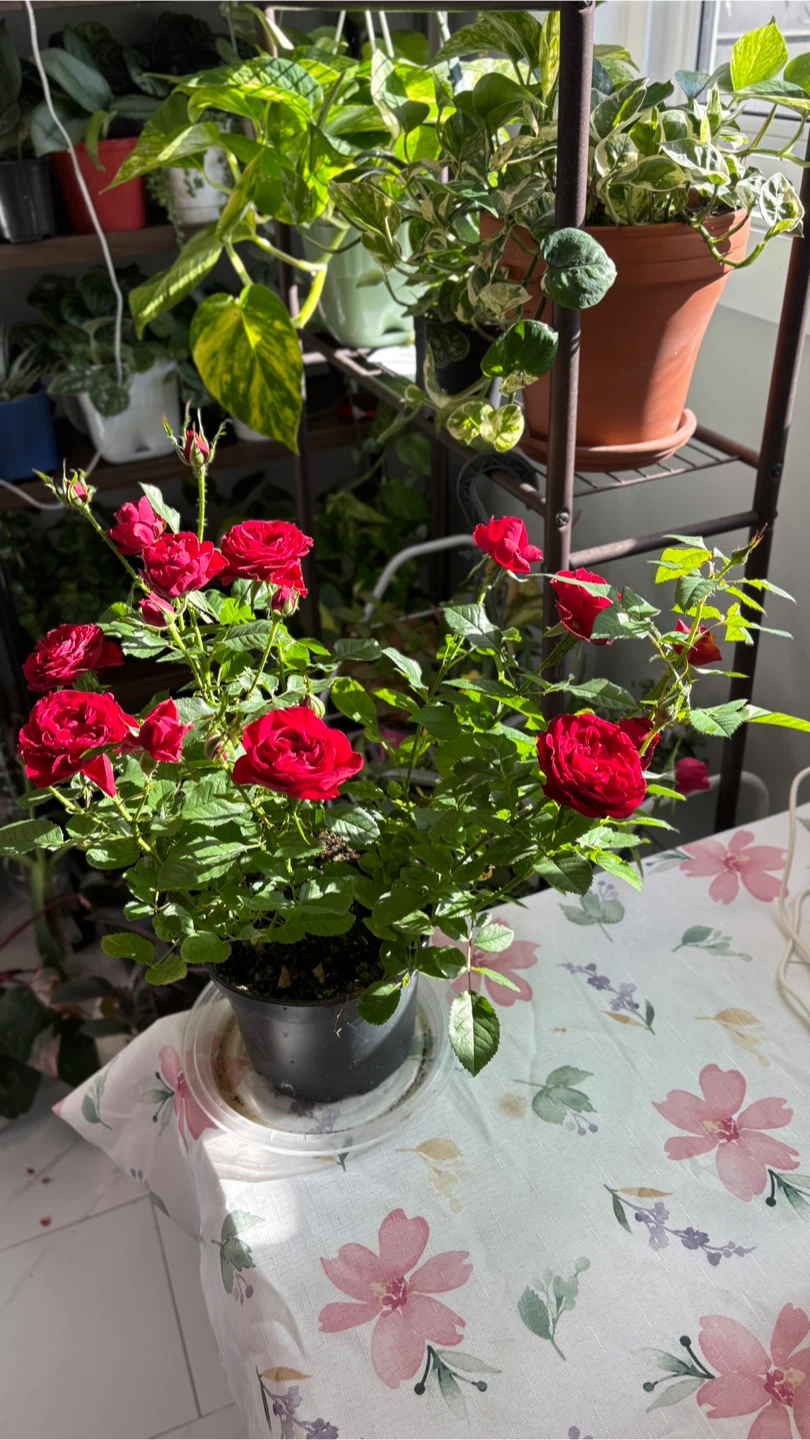 Potted Red Rose Plant - photo 2